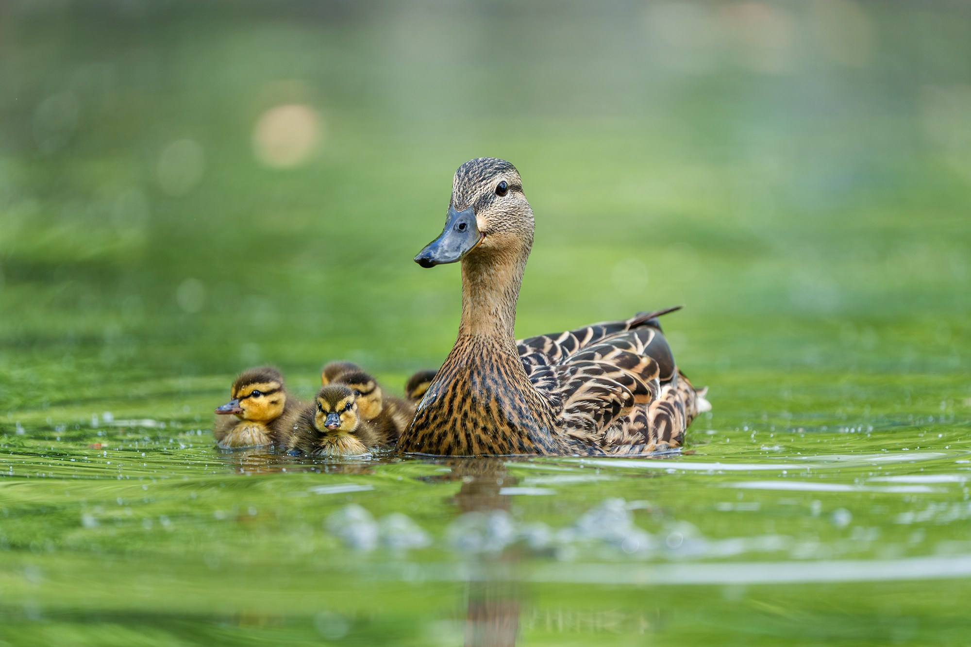 Удивительные мир птиц. Вокруг нас столько прекрасного — присмотритесь!. Ваш личный фотограф Марина Волкова
