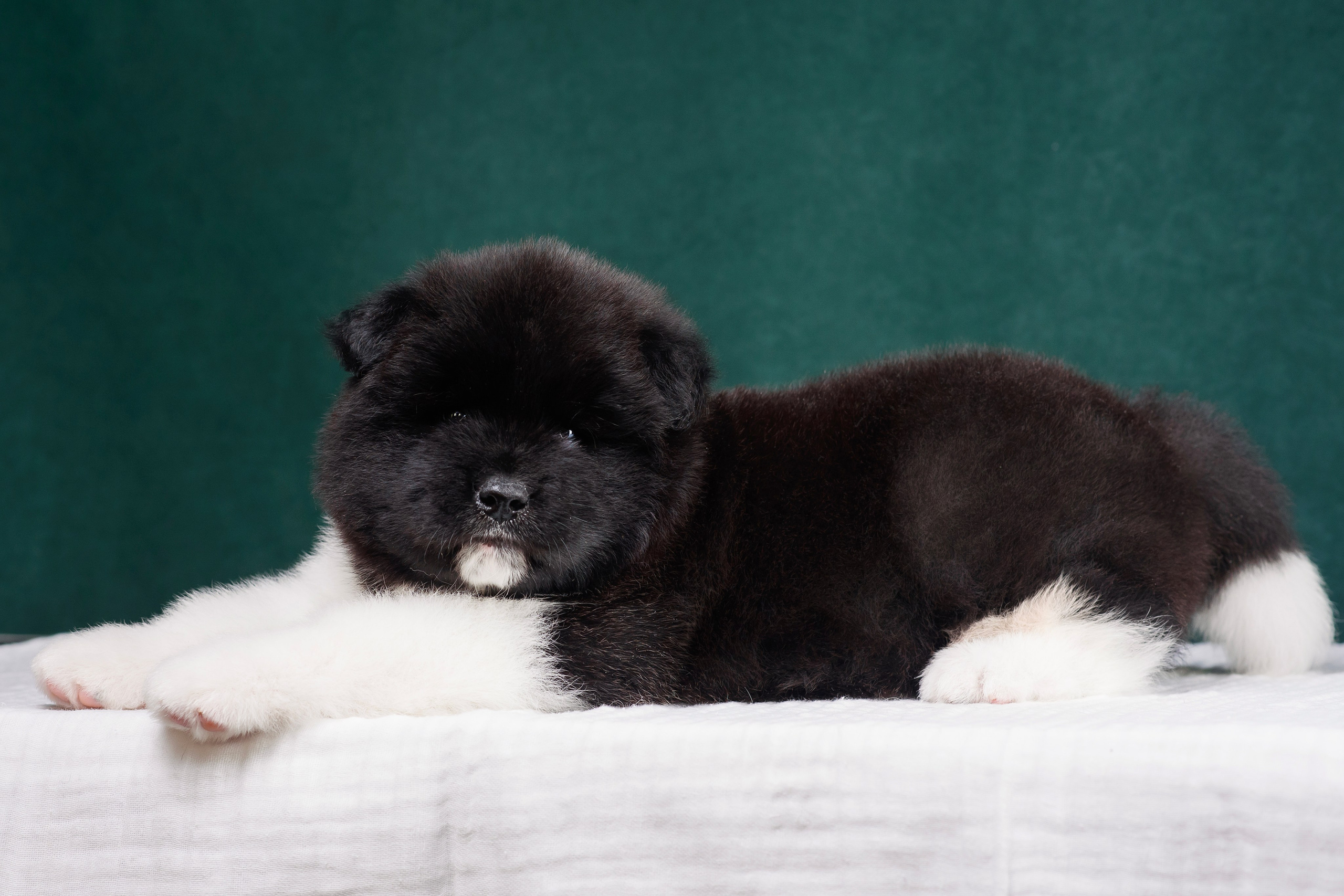 Щенки Американской Акиты. Фотограф — Анималист | Анна Абрамова