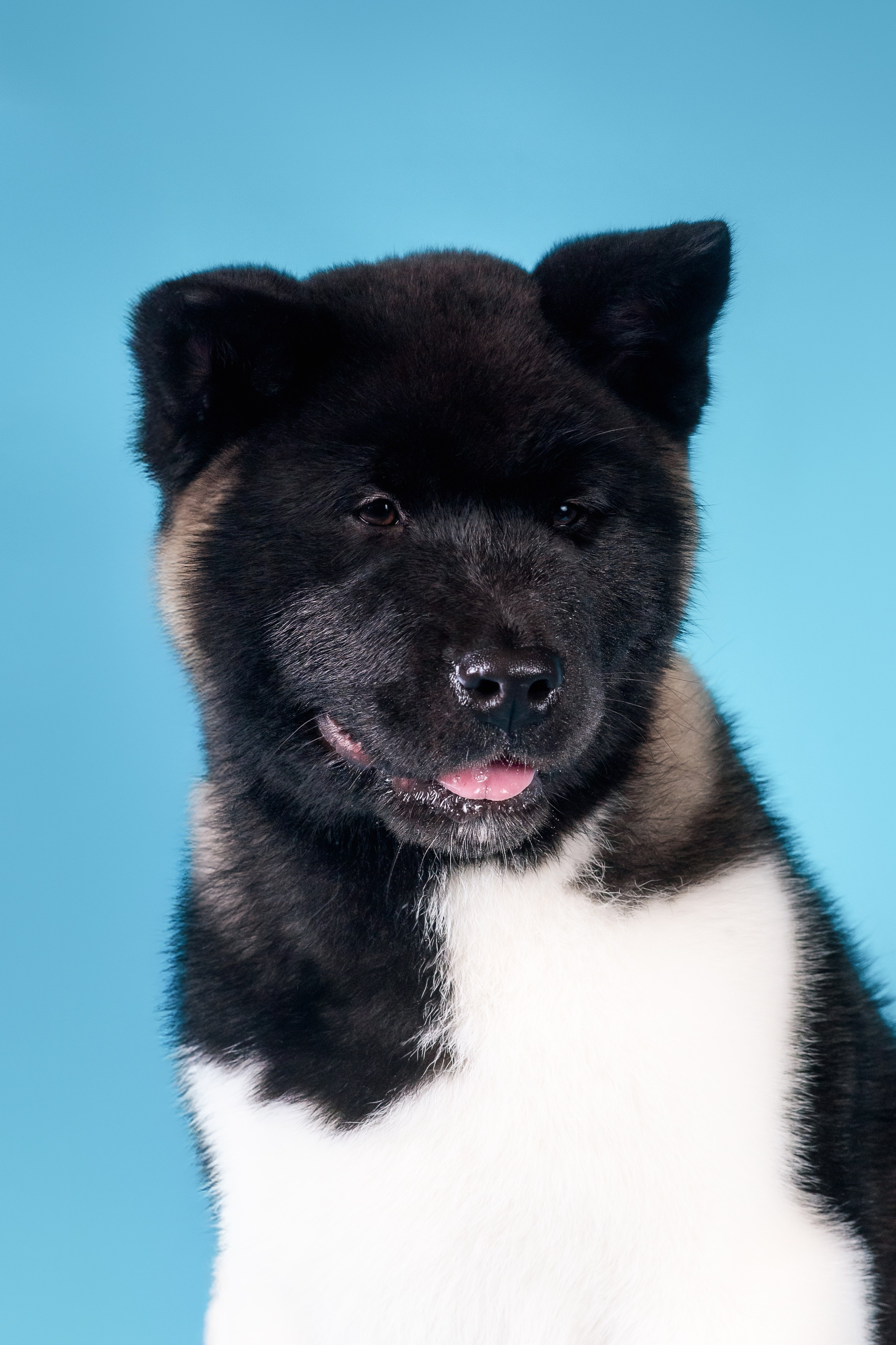 Илон и Оскар — 17.01.2025. Фотограф — Анималист | Анна Абрамова