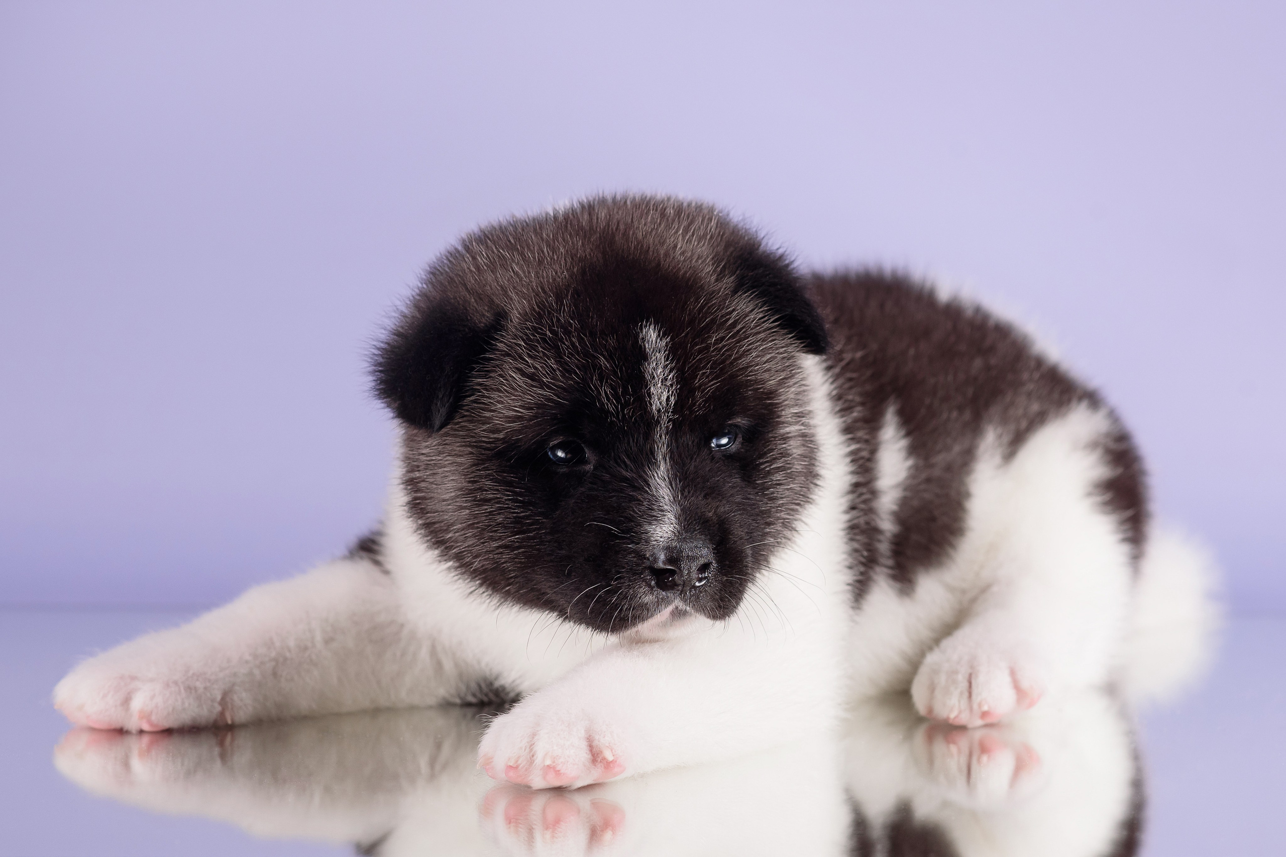 Щенки Американской Акиты — 04.11.2024. Фотограф — Анималист | Анна Абрамова