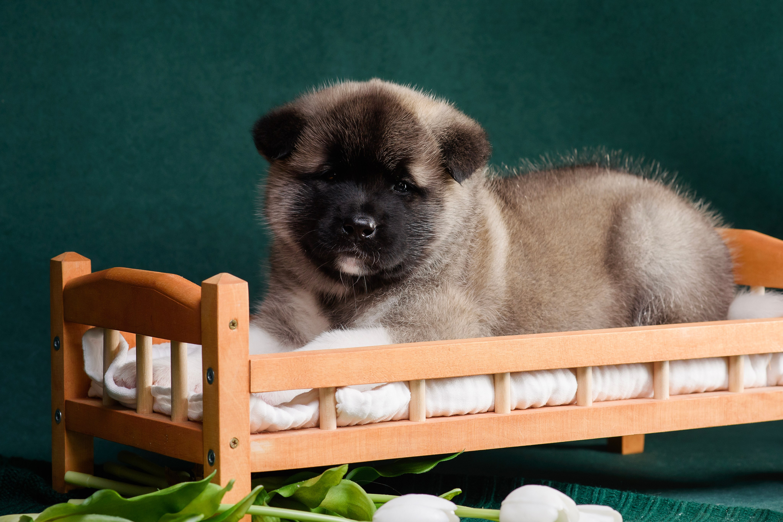 Щенки Американской Акиты. Фотограф — Анималист | Анна Абрамова