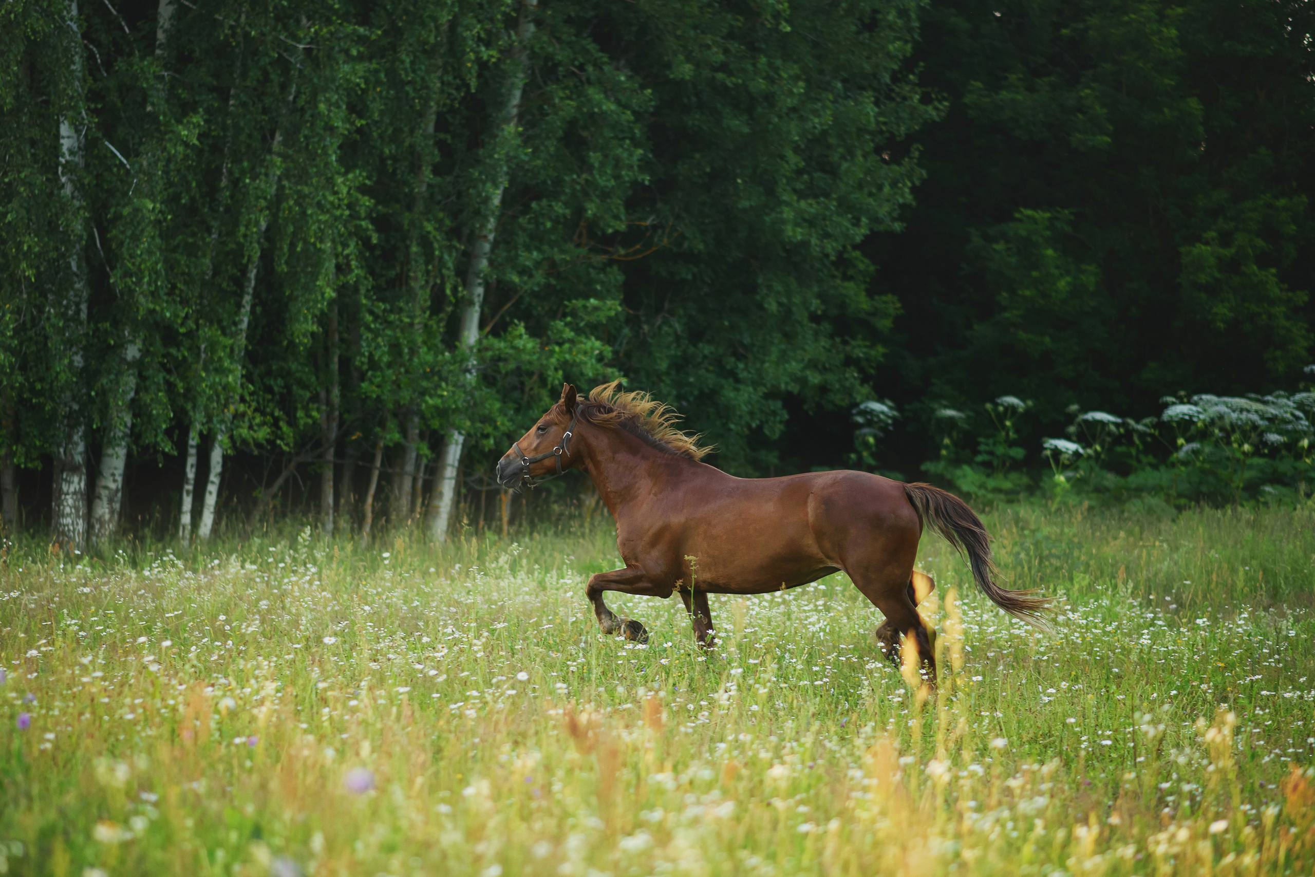 Дакар и Рамина — 29.06.2024. Фотограф — Анималист | Анна Абрамова