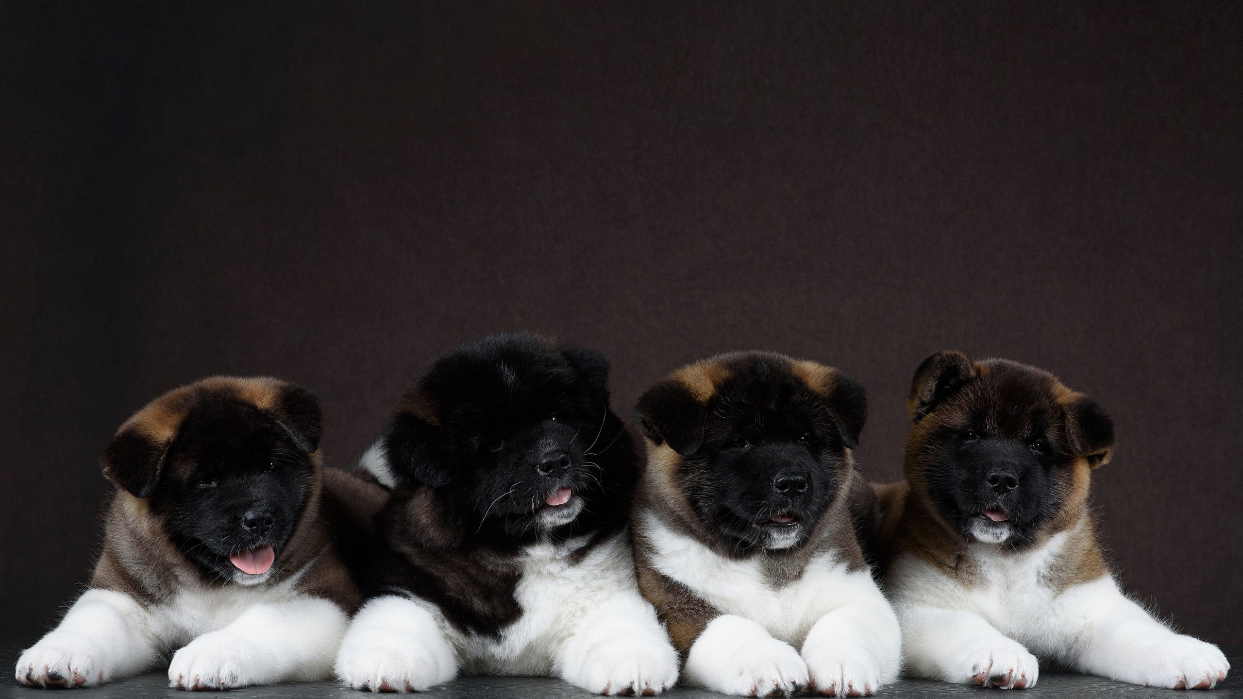 Щенки Американской Акиты (GRAND AMAK) Цезарь и Ника — 15.03.2024. Фотограф — Анималист | Анна Абрамова