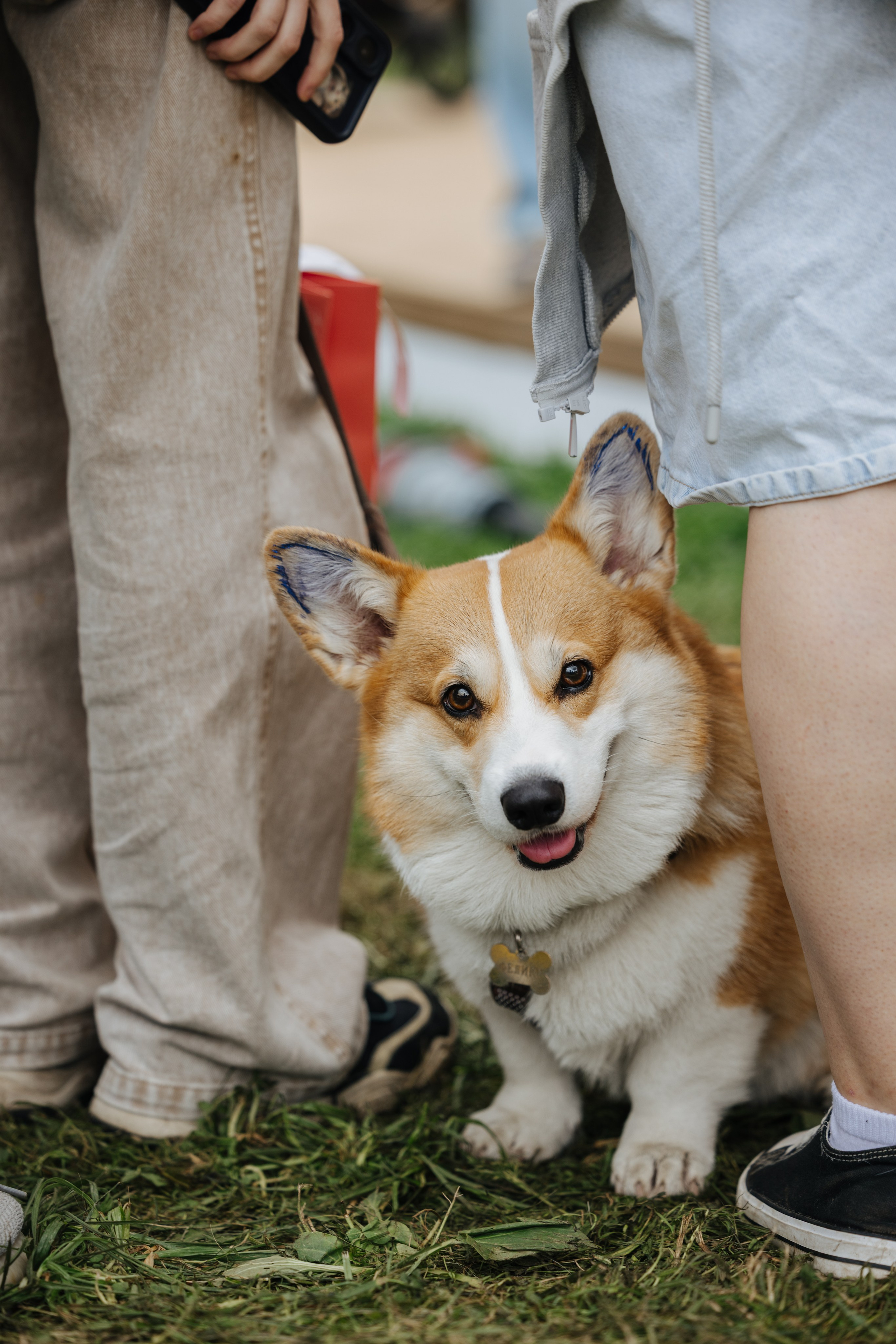 Хвостатый репортаж. Аксана Лисовская фотограф в Москве. Фотографии с характером