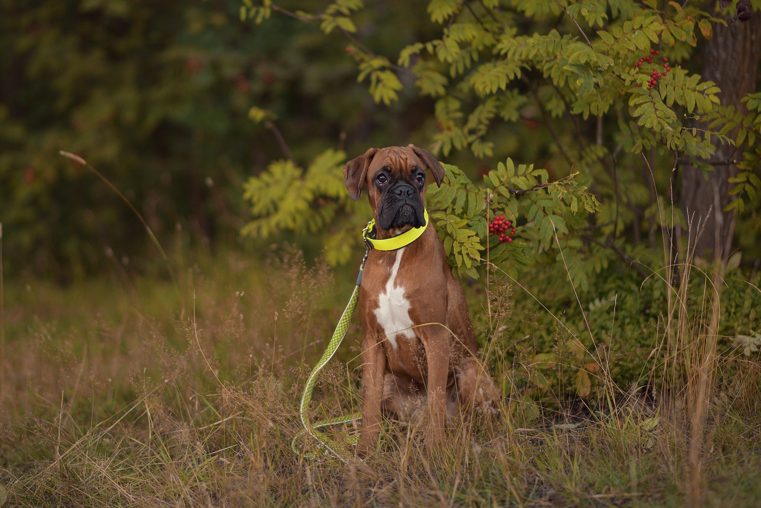 Фотосессия Даши, Никиты и Елки. Детский и семейный фотограф в Санкт-Петербурге и Мурманске Ксения Дуде