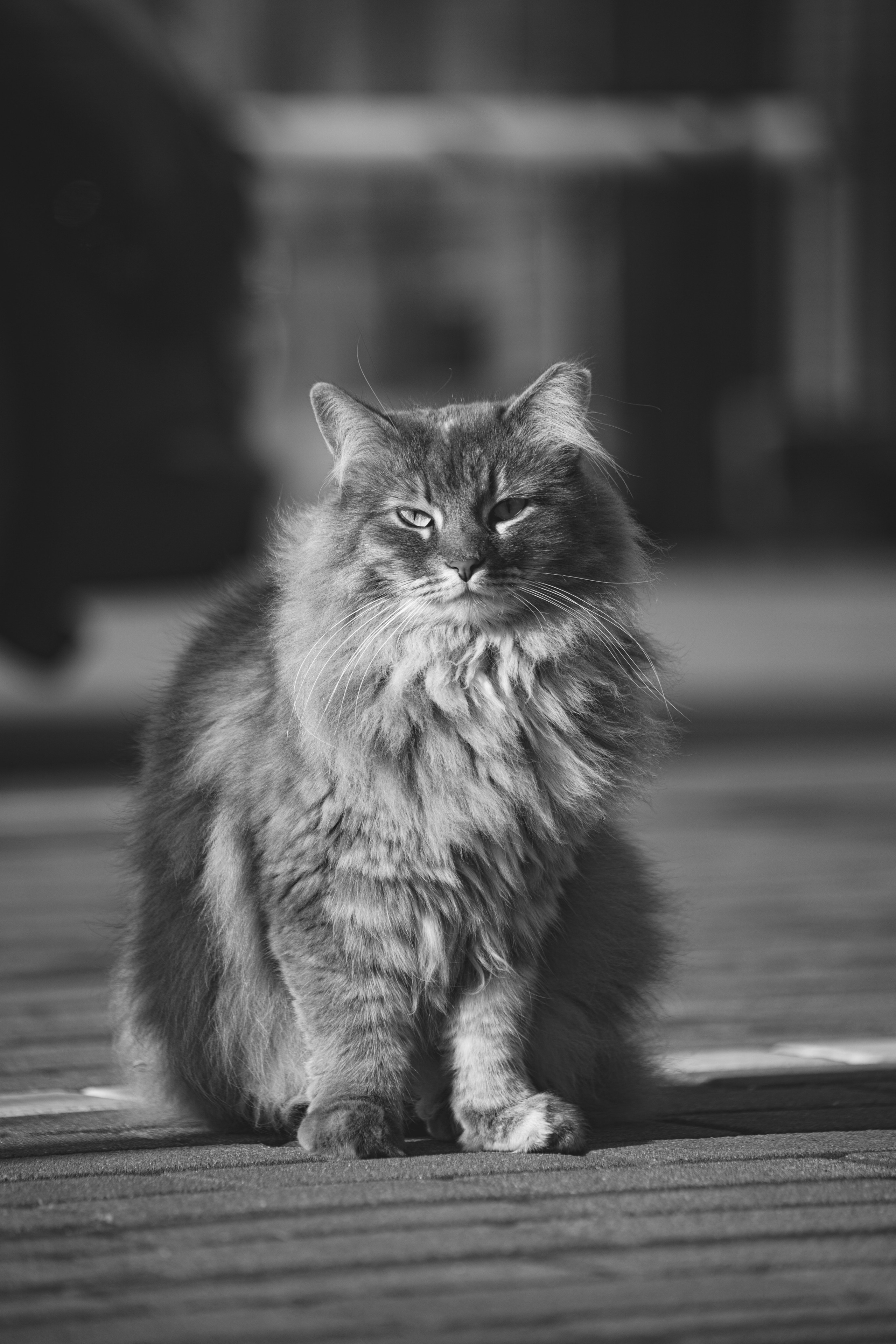 Ч \ Б. — Digital Noise —