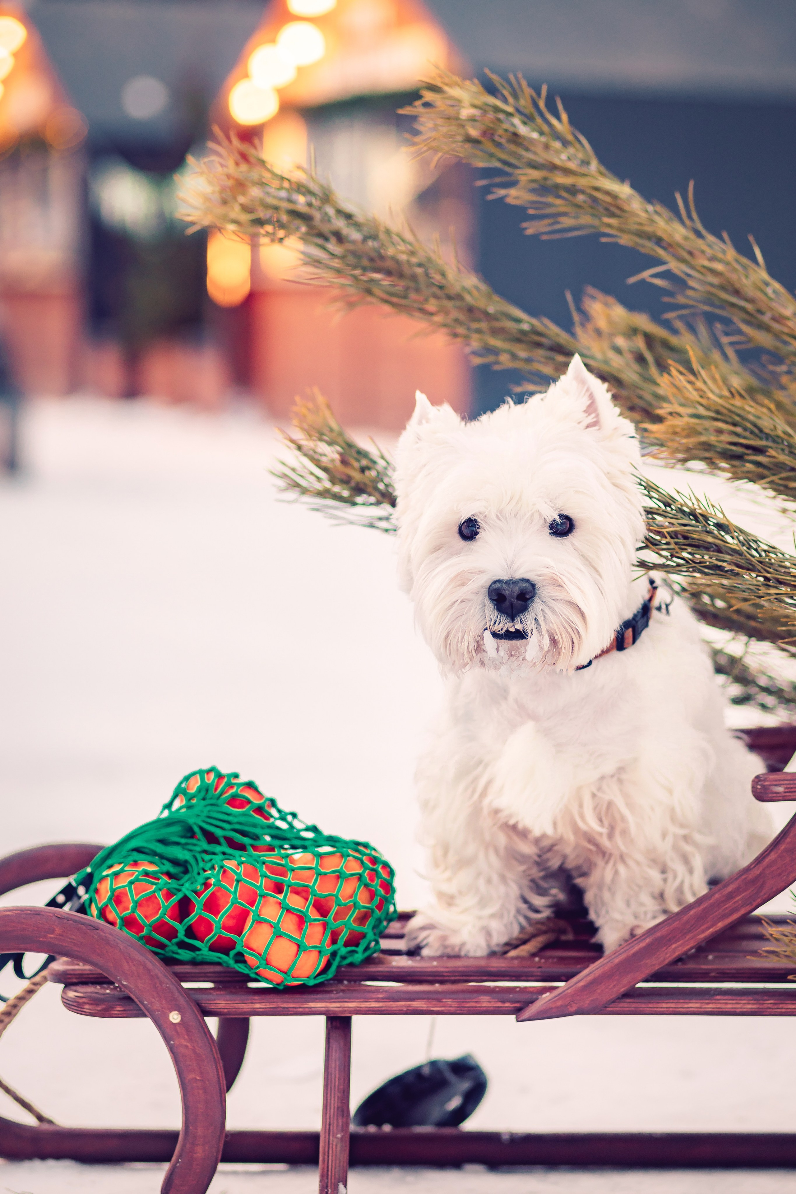 23 декабря! Семейная фотопрогулка. Экспресс!. Детский и семейный фотограф Yulia Moon