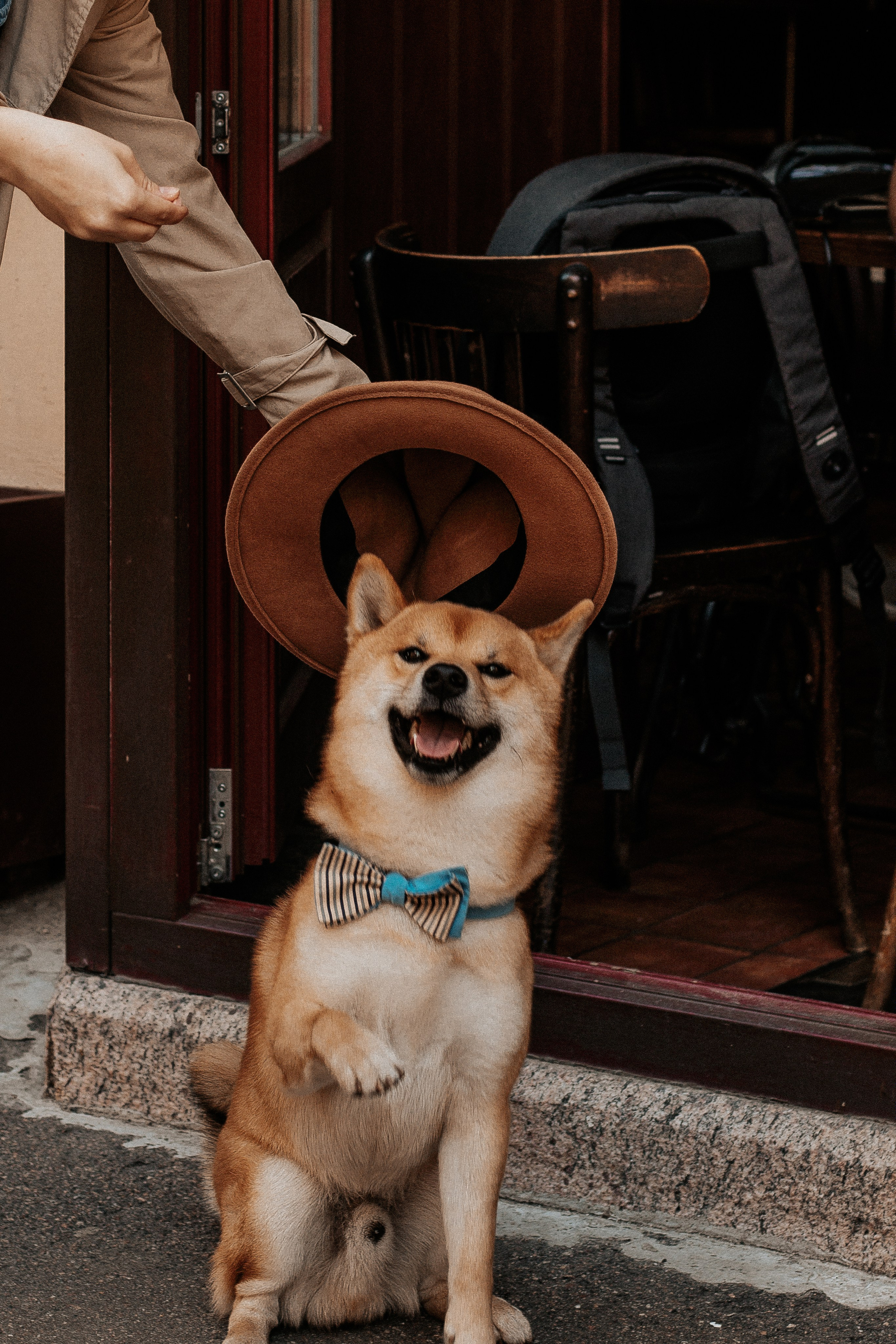 Благотворительный фото-проект для животных. Фотограф в Санкт-Петербурге Лиза Семченкова