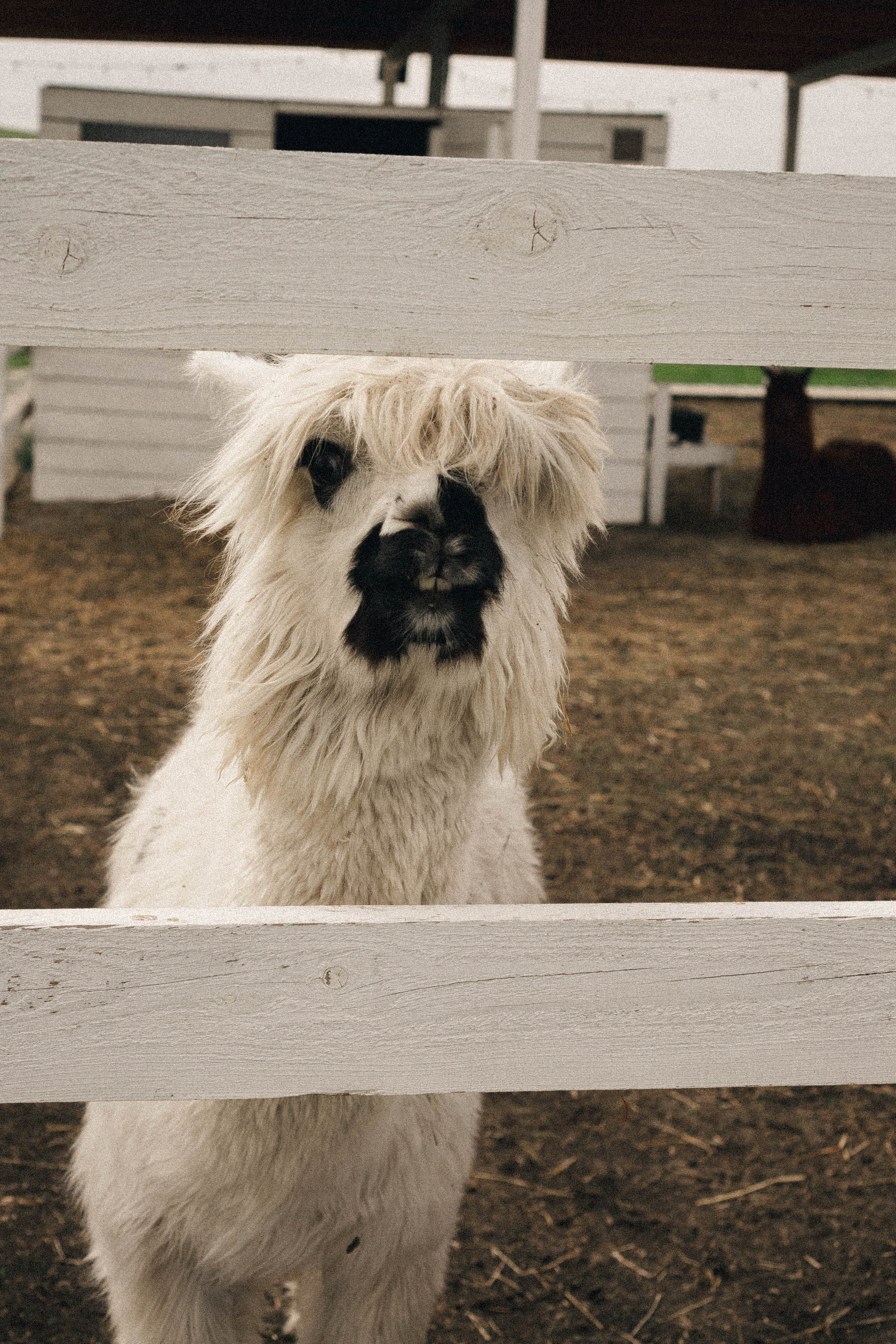 Ферма Альпак. Профессиональный фотограф, Санкт-Петербург — Виктория Богомолова