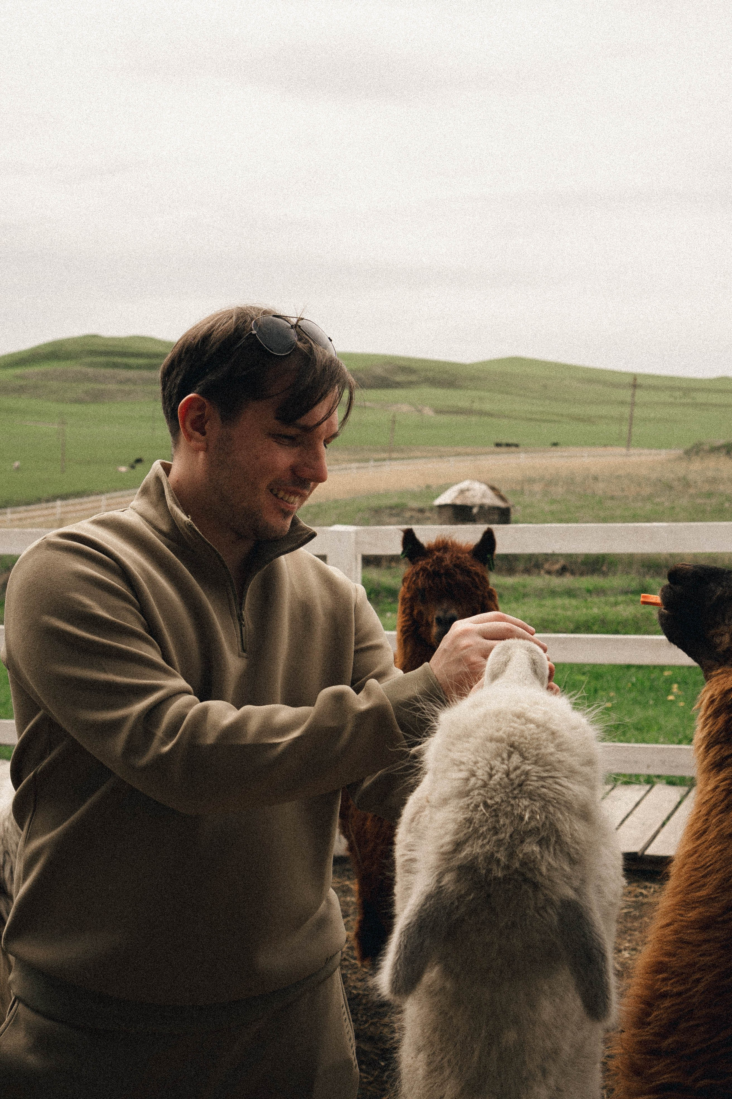 Ферма Альпак. Профессиональный фотограф, Санкт-Петербург — Виктория Богомолова