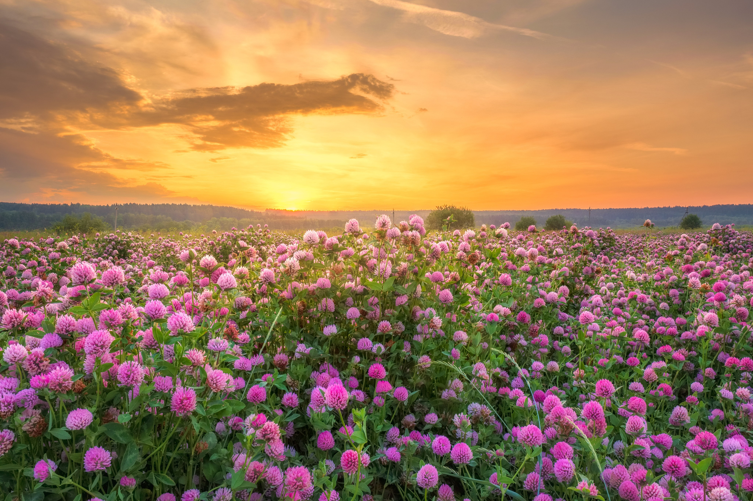 Поле клевера на фоне рассвета