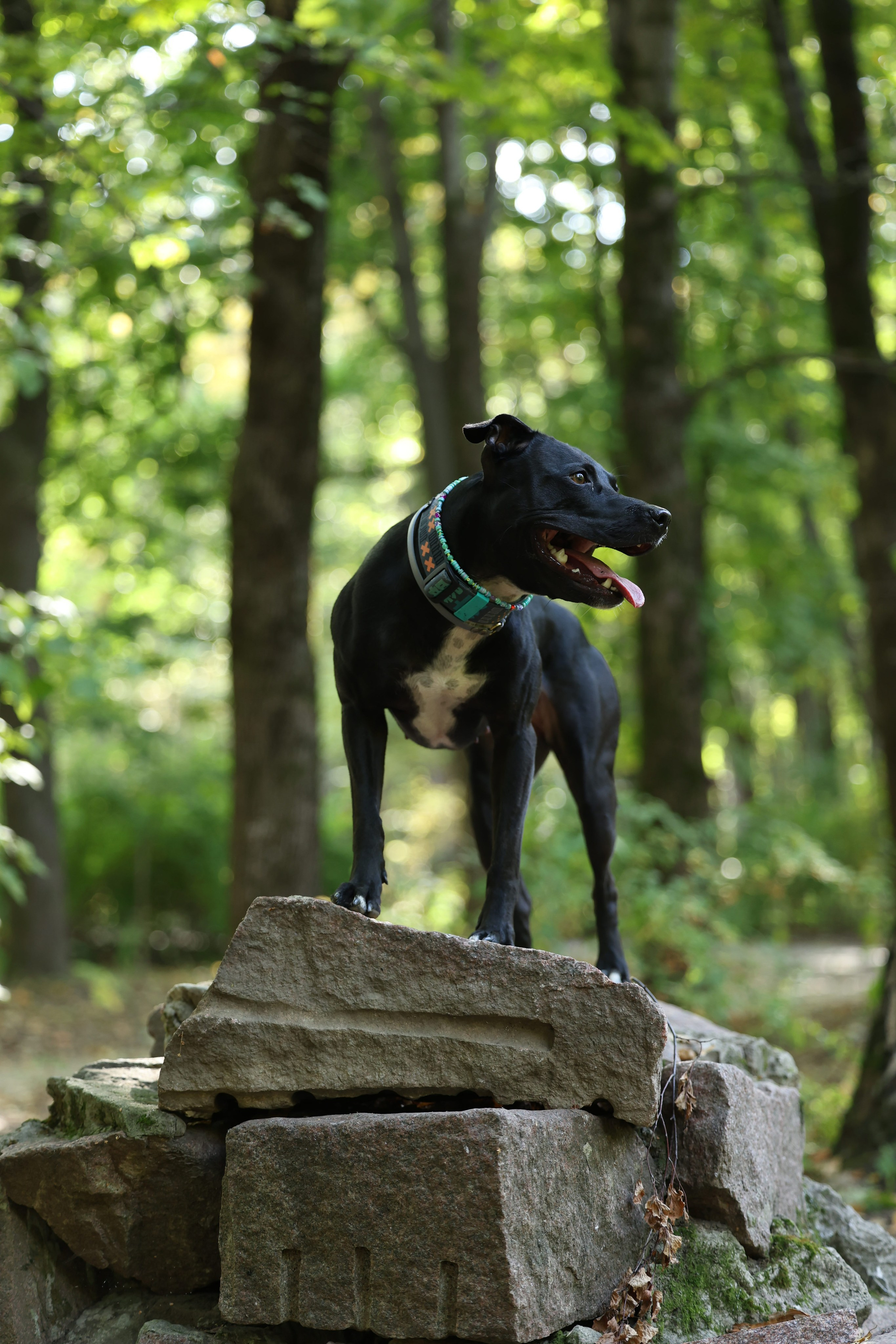 Алена и Бора. Виктория Михайловская. Фотограф-анималист. Москва