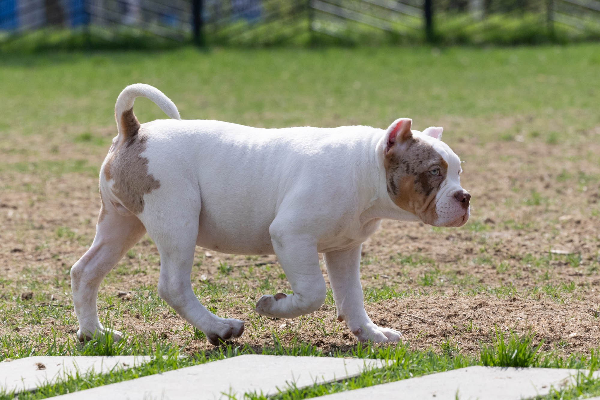 Щенки. Виктория Михайловская. Фотограф-анималист. Москва