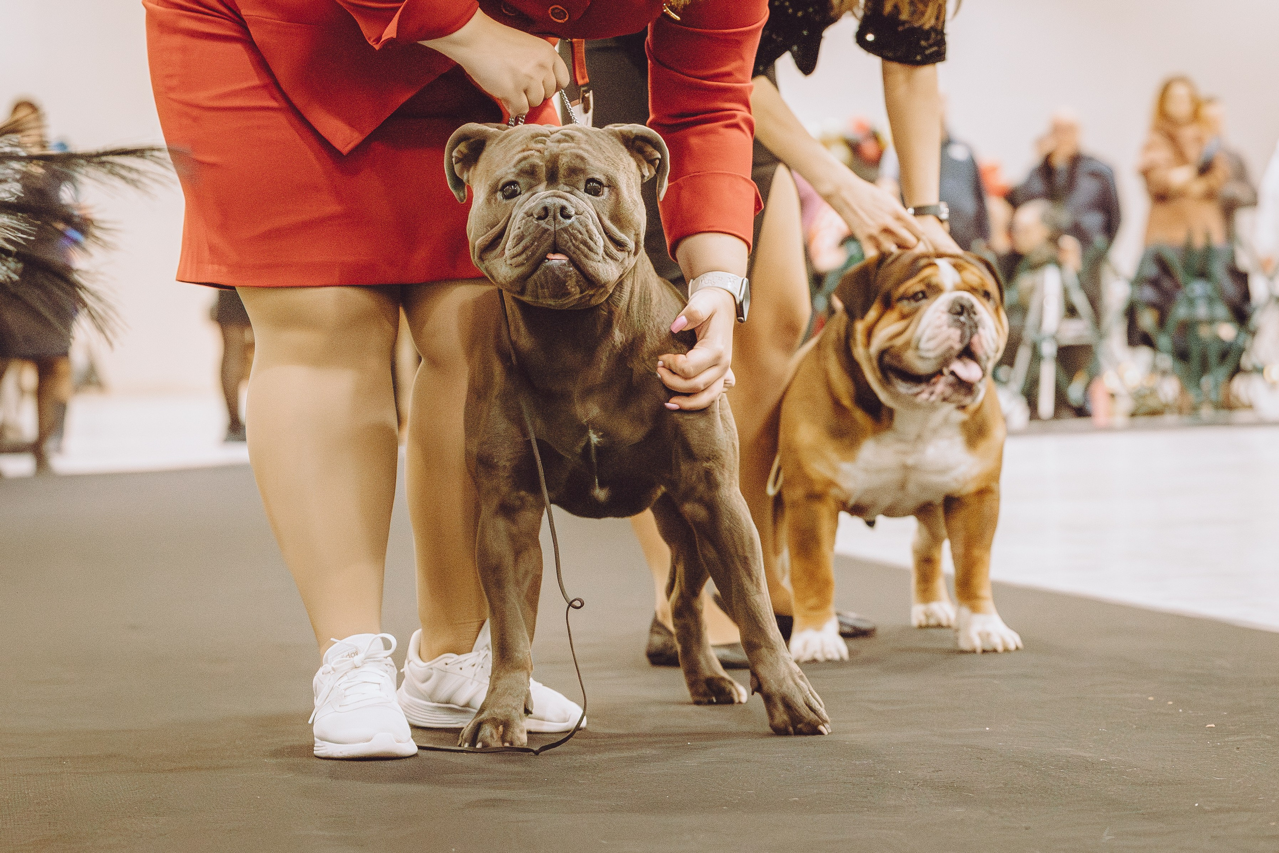 АВКС. Виктория Михайловская. Фотограф-анималист. Москва