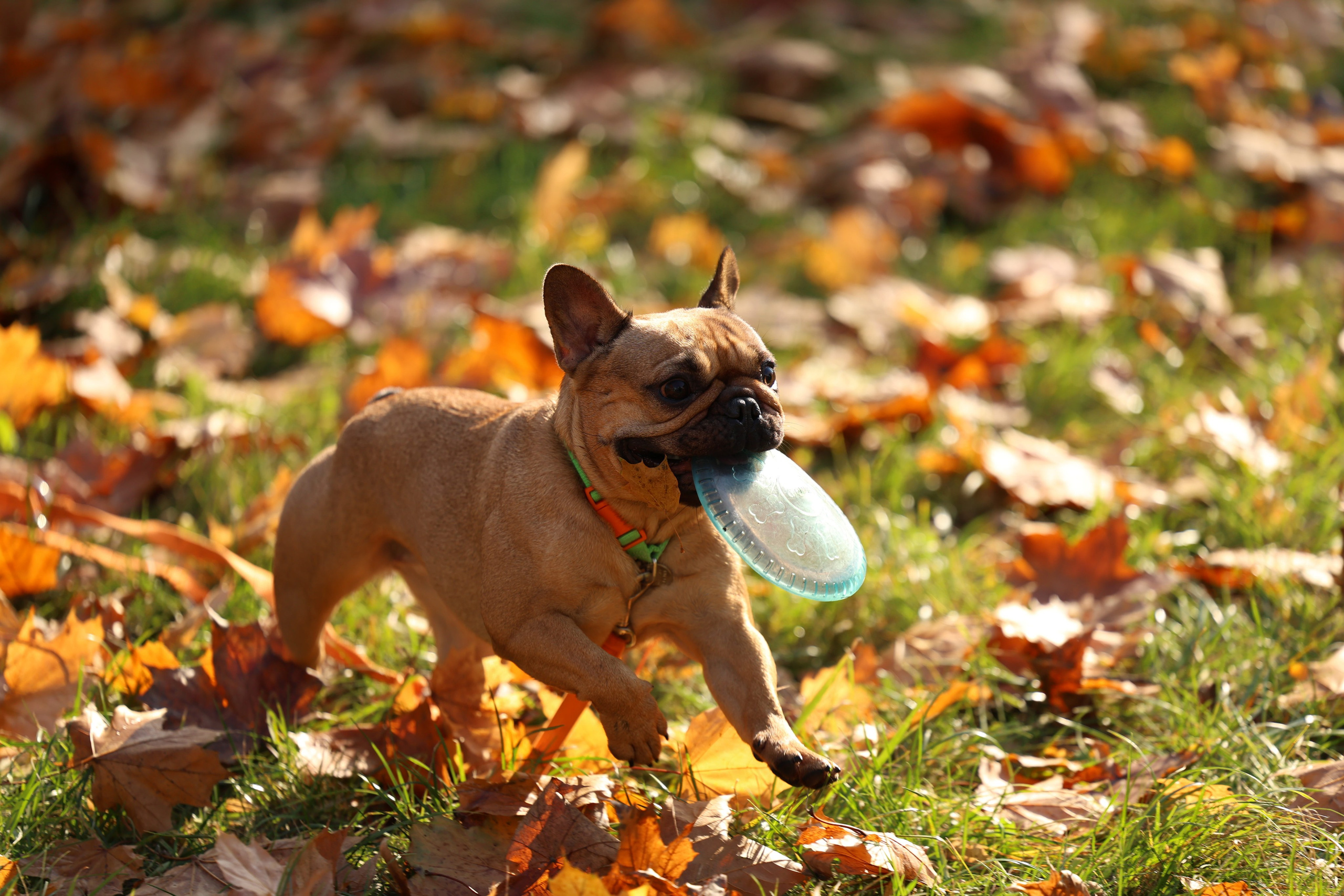 Виктория Михайловская. Фотограф-анималист. Москва