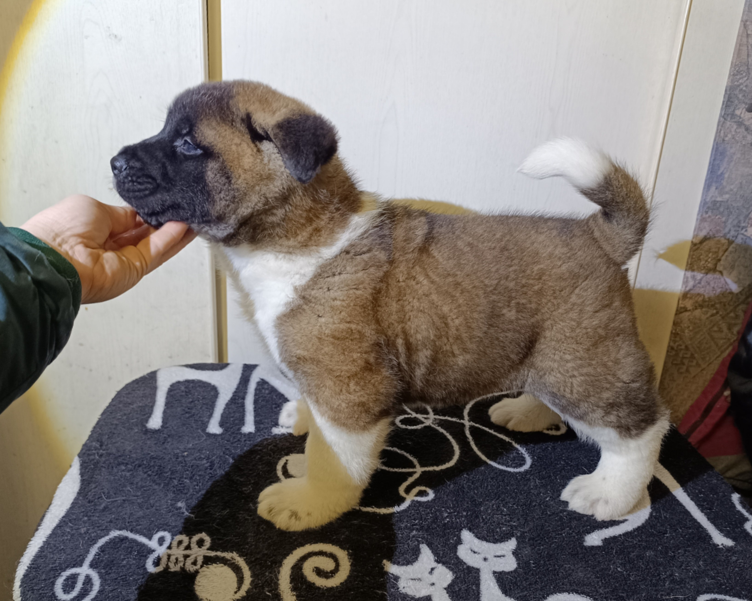 Американская акита  щенки питомник Санкт-Петербург клубные щенки Американская акита питомник RUBYLIGHT Рубилайт купить щенка американской акиты