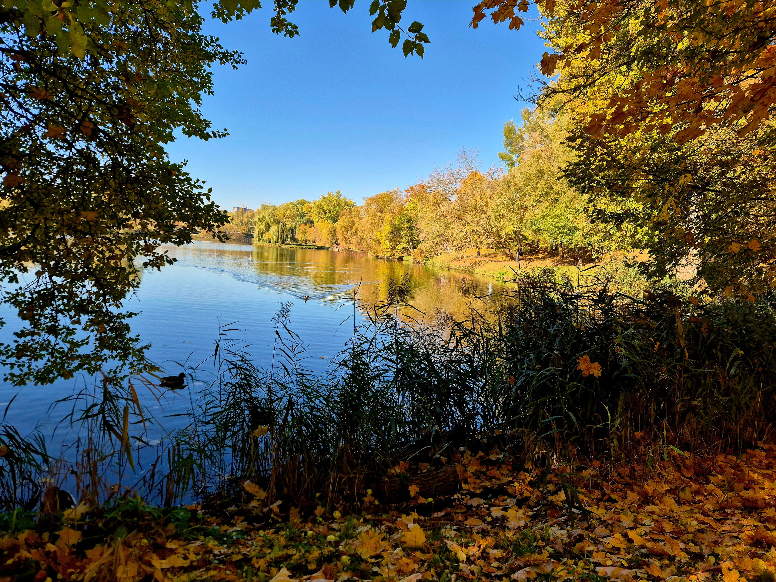 Пруд, в котором по легенде утопилась молодая супруга владельца - Ядвига Любанская, и теперь призрак Белой дамы бродит ночами по парку