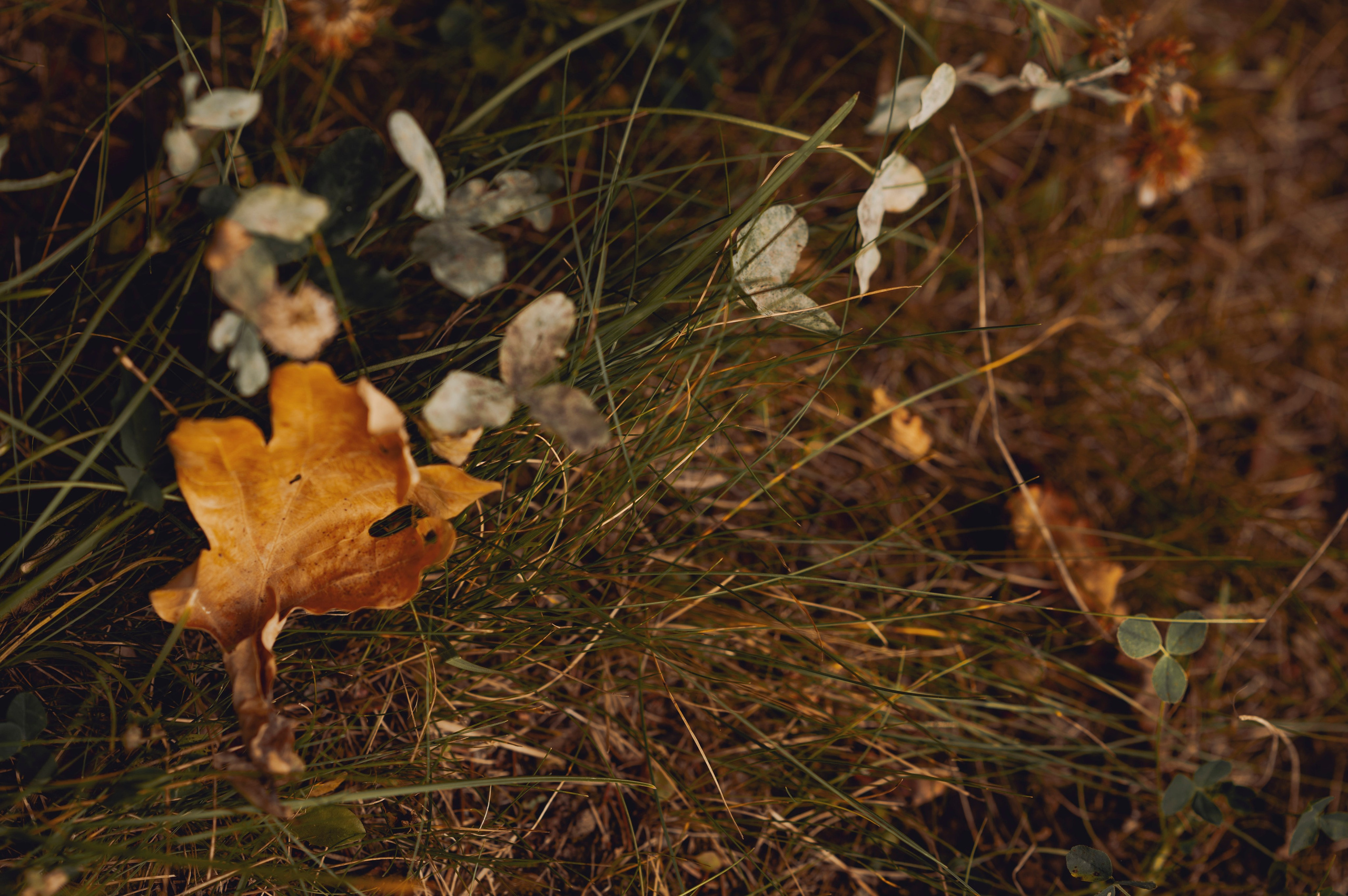 Осень во всей красе. Анна Боровикова, фотограф Пушкино