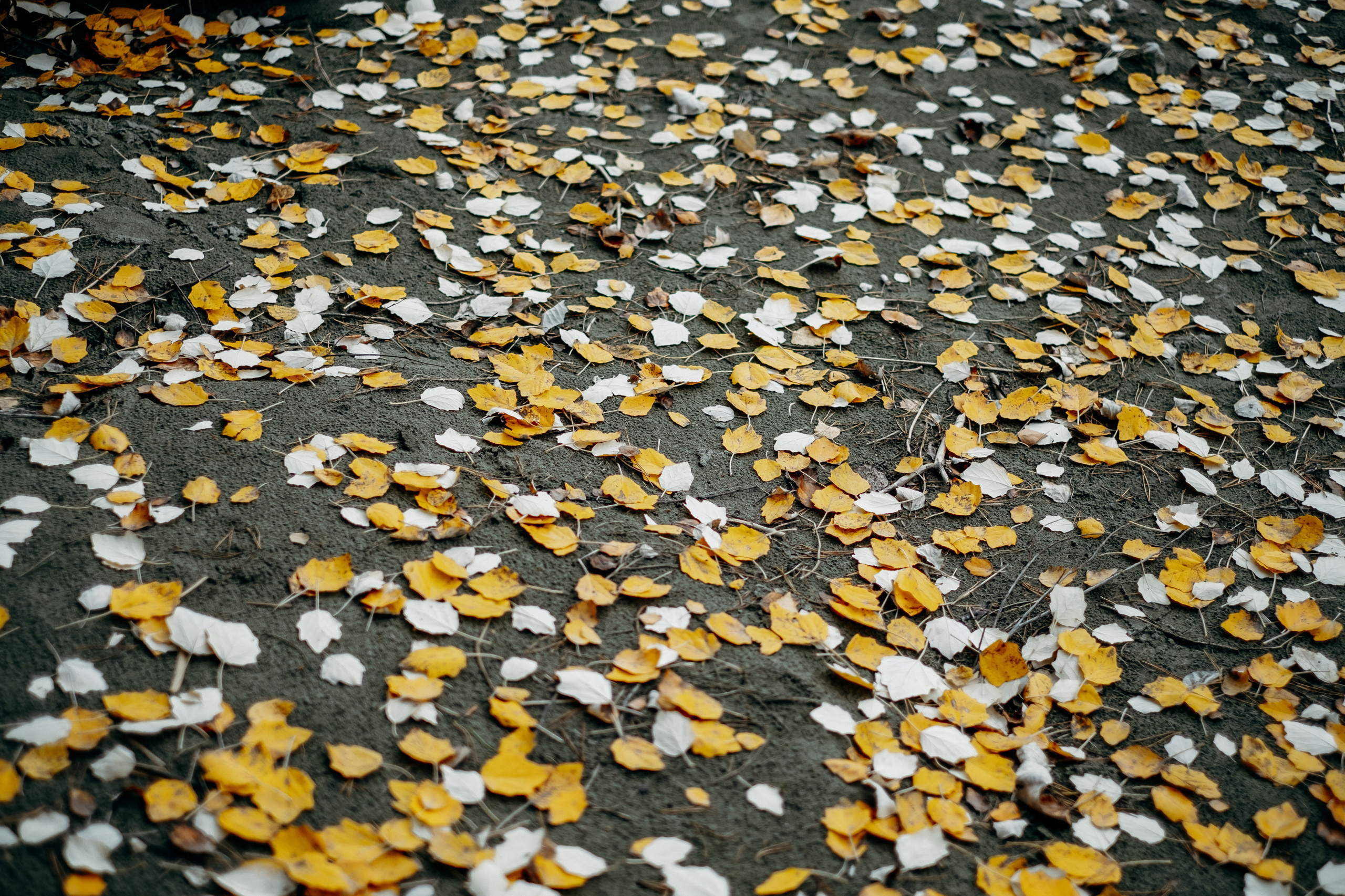 Герман и Анастасия, Алтай 2018. Свадебный фотограф Наталья Доронина