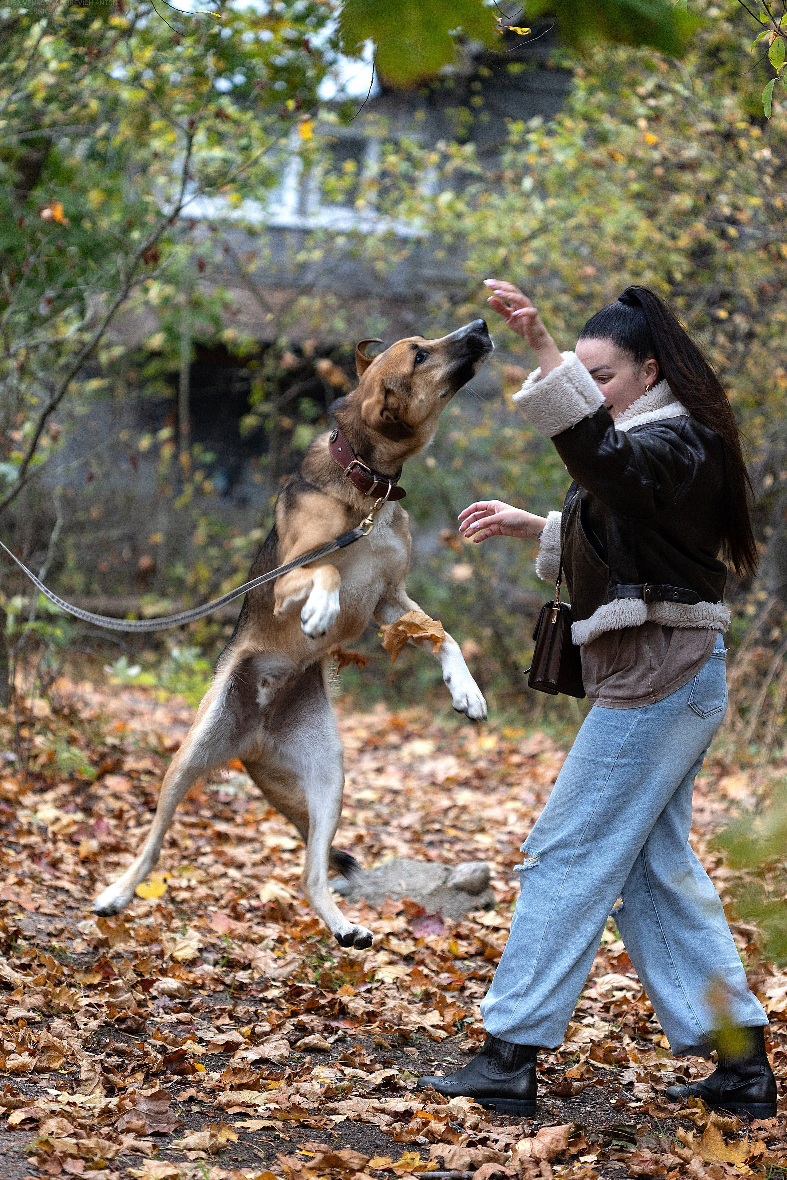 Анималистика
