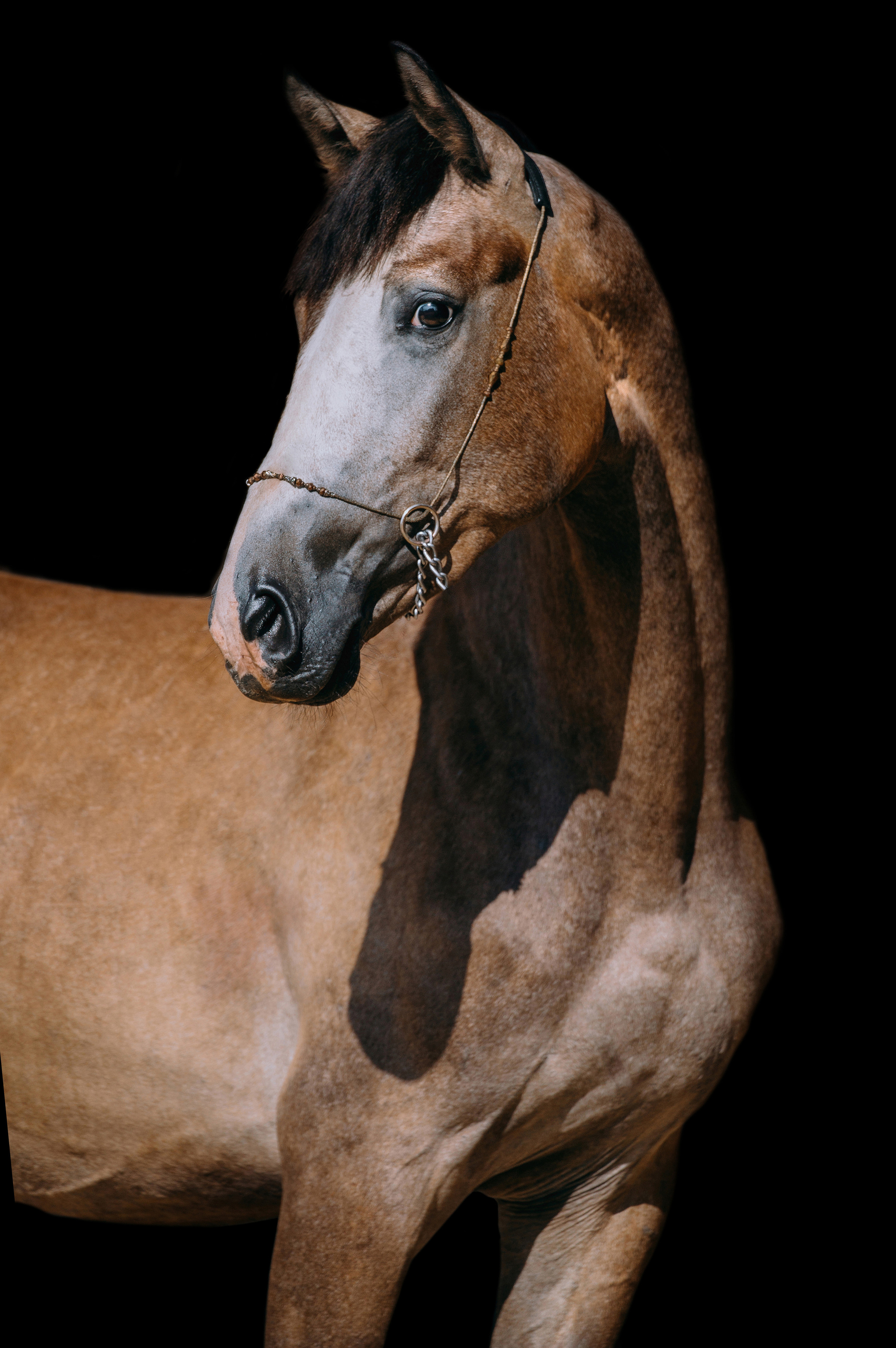 Отзывы. Фотограф-анималист Ксендзова Кристина