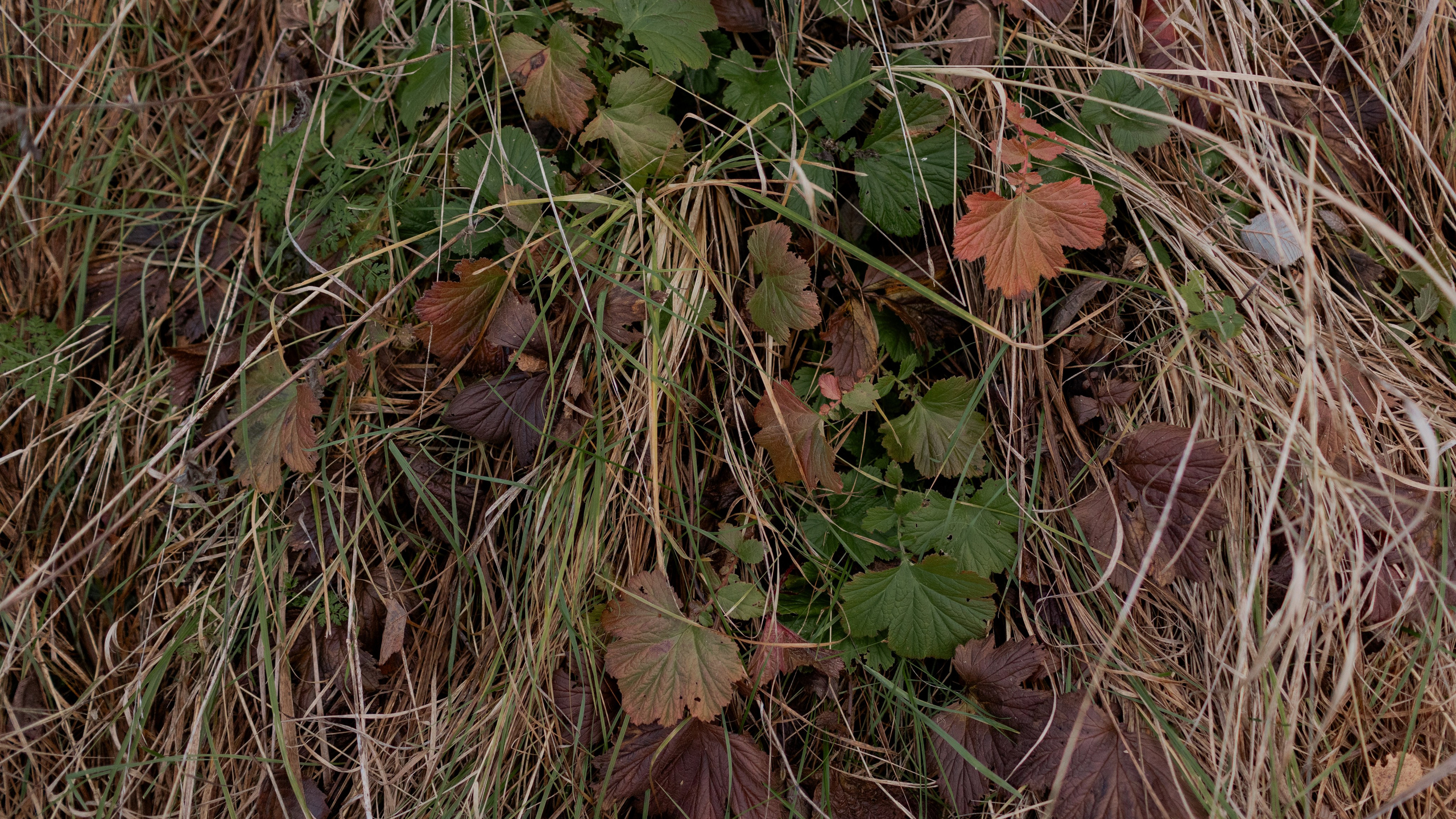 Съемка для глемпинг-отеля Хюгге Кэмп. Природа. Саша Кушнерова Фотографии. Sasha Kushnerova Photos