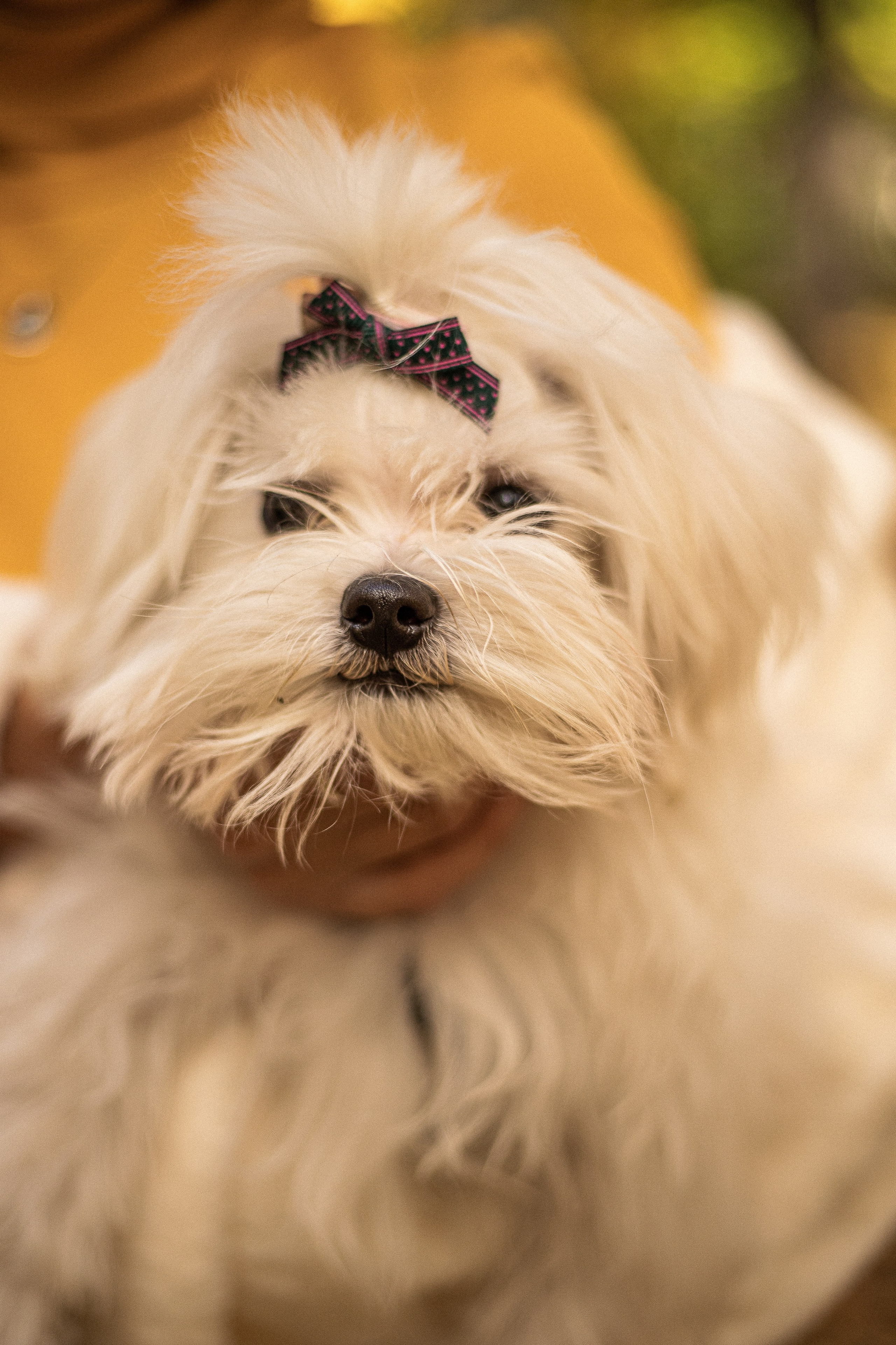 Семейная фотосессия - Дамы с собачкой. Семейный и женский фотограф Кемерово Мария Степ