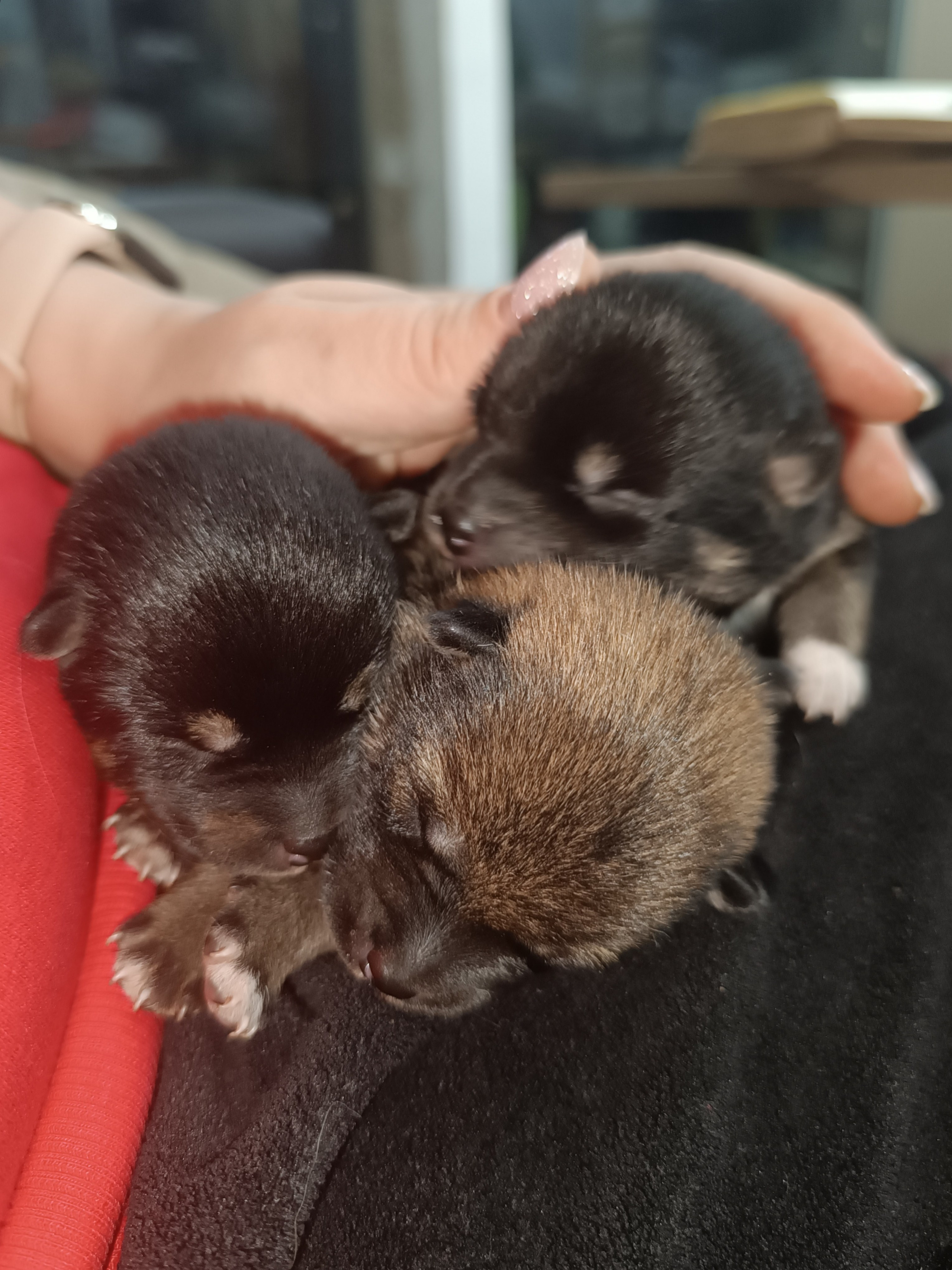 сиба питомник Рубилайт щенки на продажу rubylight  сиба щенки купить СПб Санкт-Петербург 