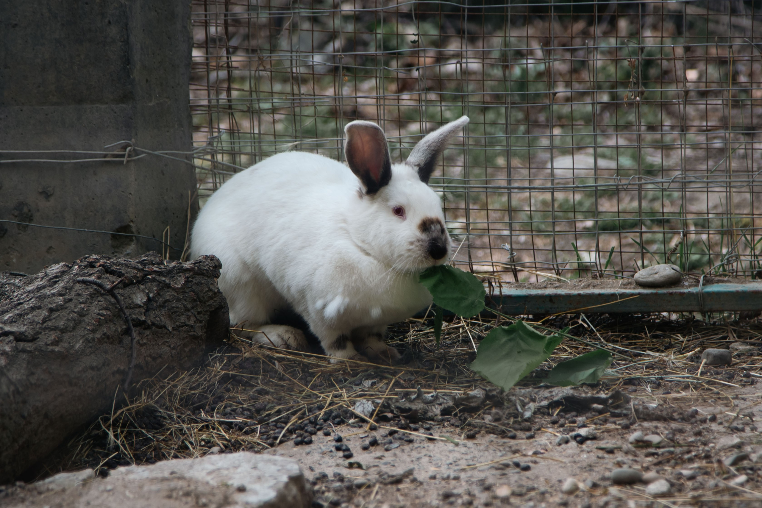 Зоопарк. Dmitriy [KCCC] is a pretty cool photographer