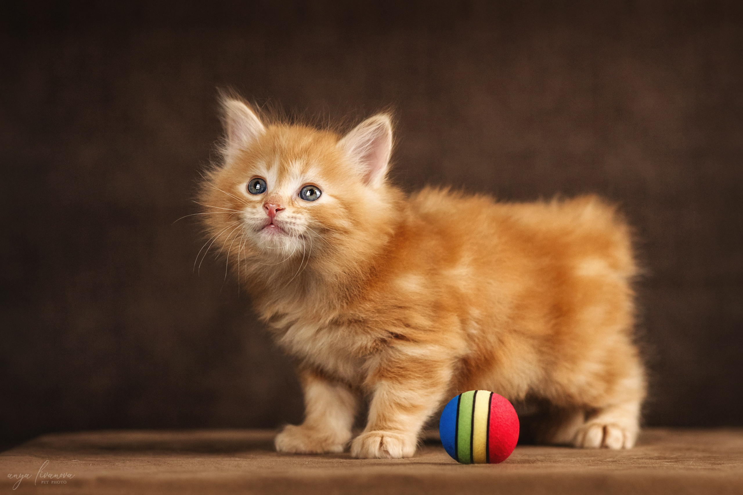Курильские бобтейлы. Фотограф анималист Аня Ливанова | Рыбинск