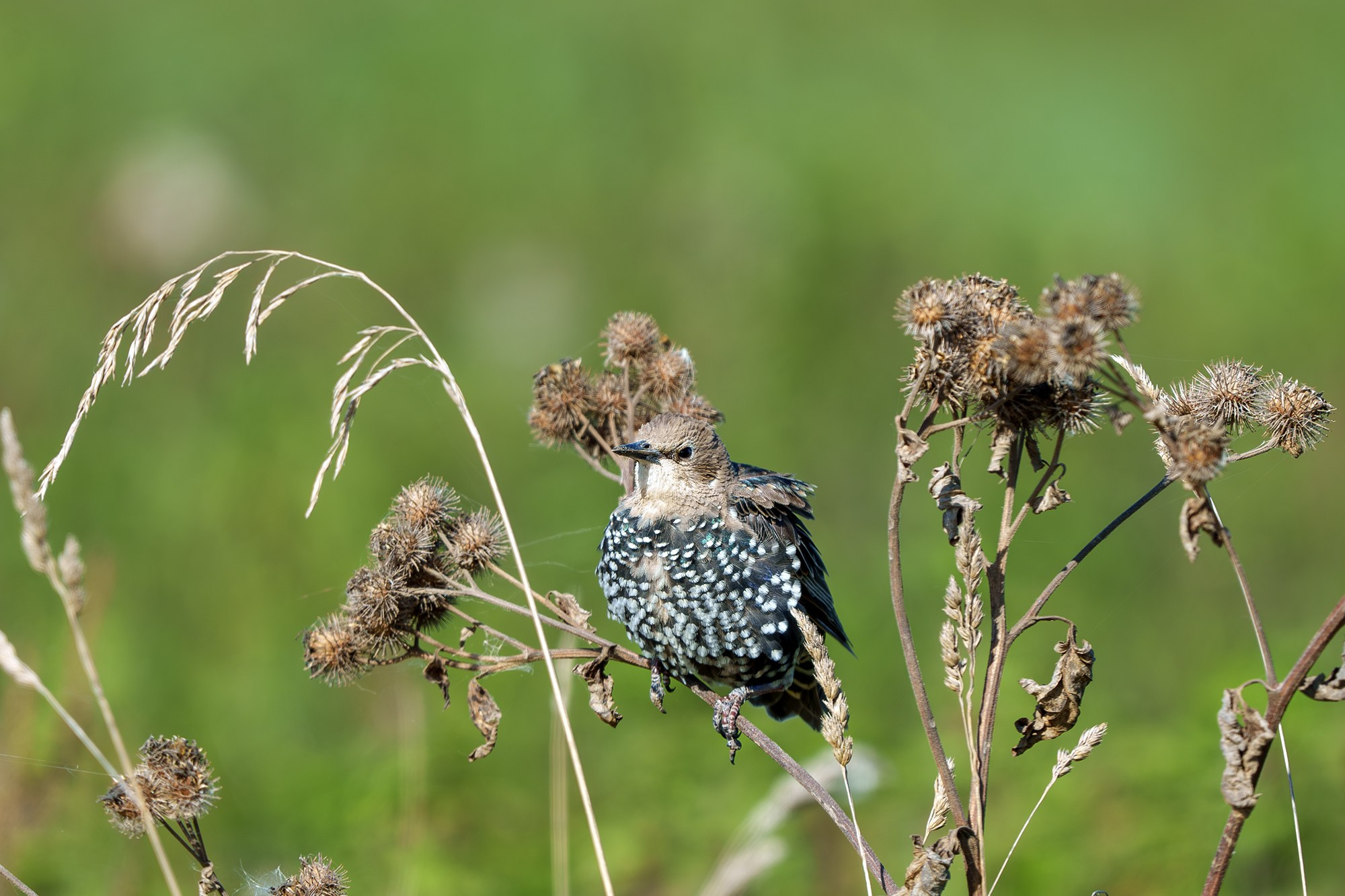 Удивительные мир птиц. Вокруг нас столько прекрасного — присмотритесь!. Ваш личный фотограф Марина Волкова