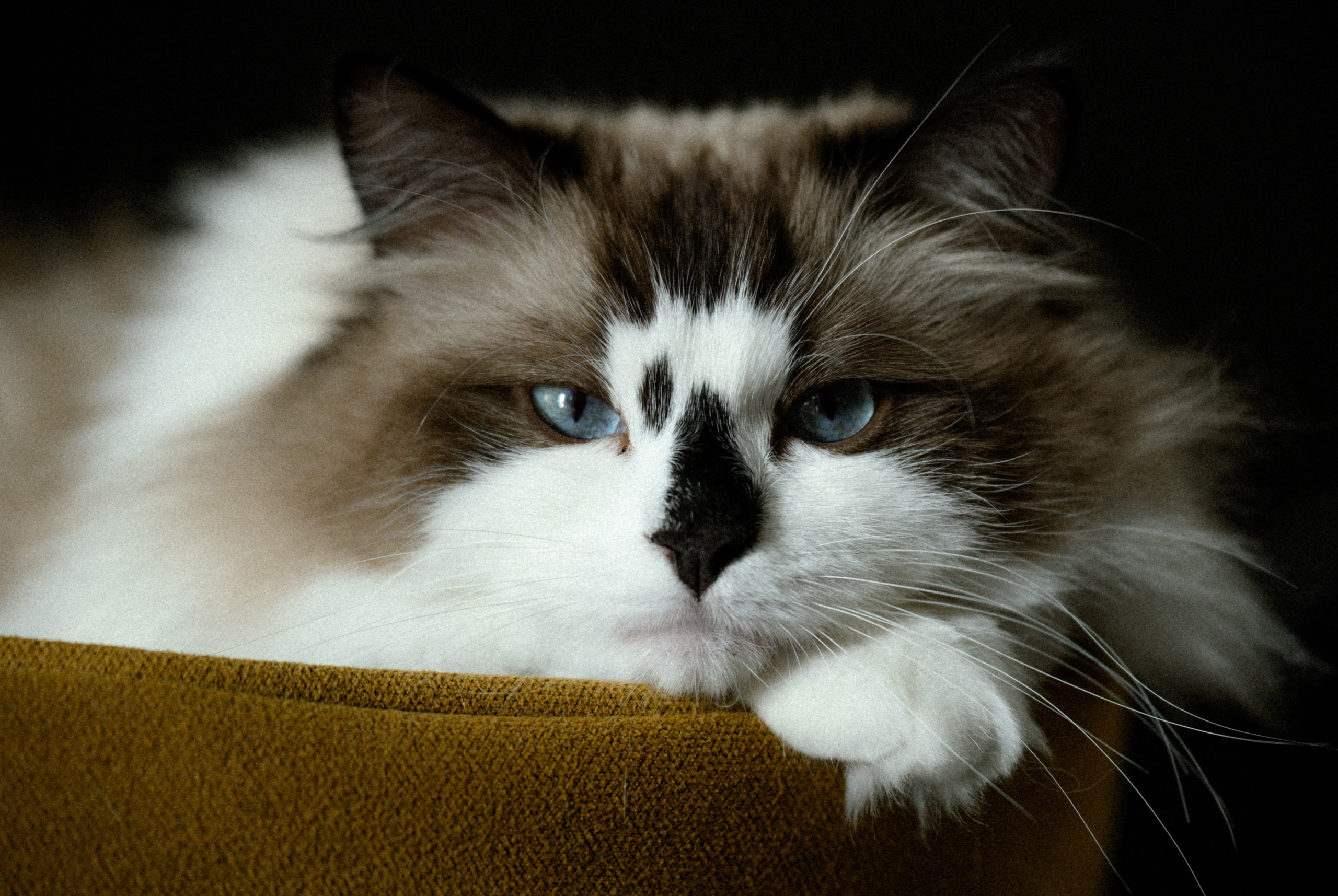 Вместе навсегда. Свадебный фотограф в Санкт-Петербурге, Москве, СПб Сергей Поддубный