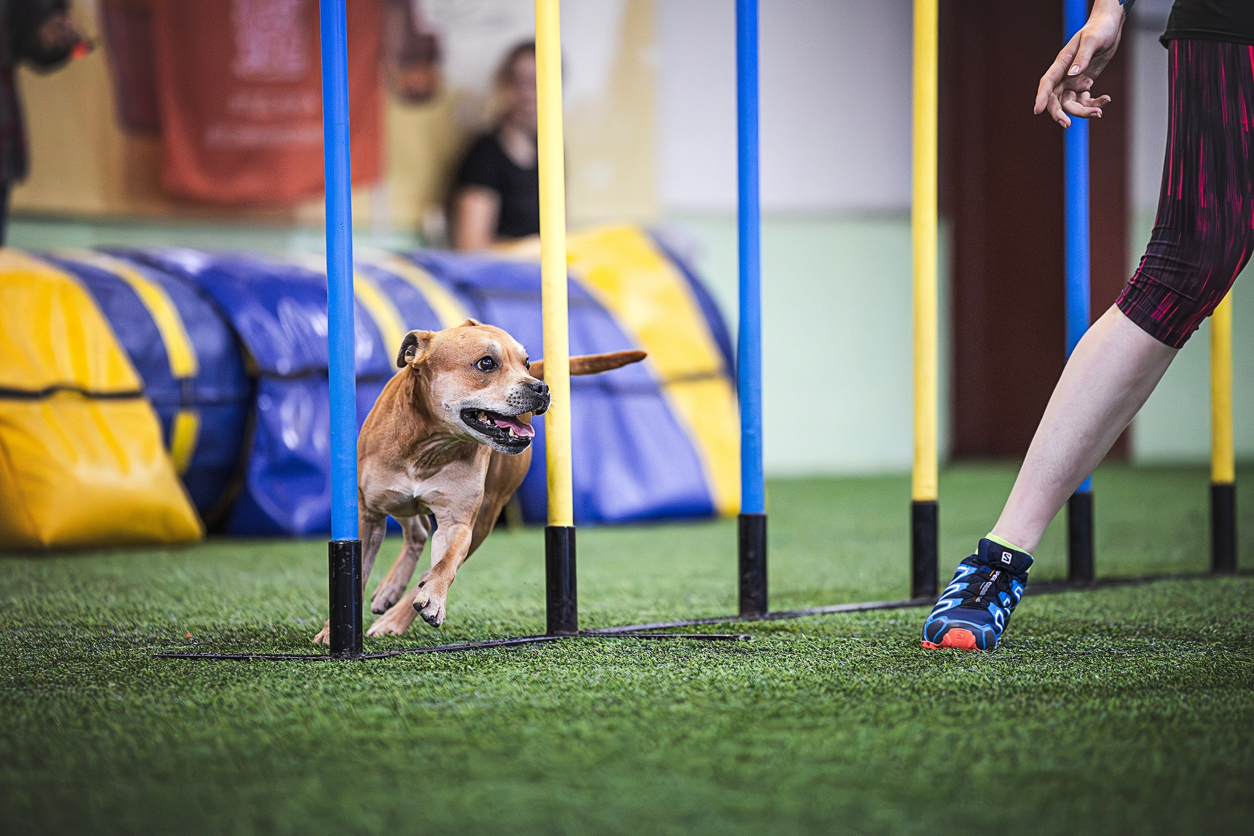 Шмель. BLGKV питомник собак