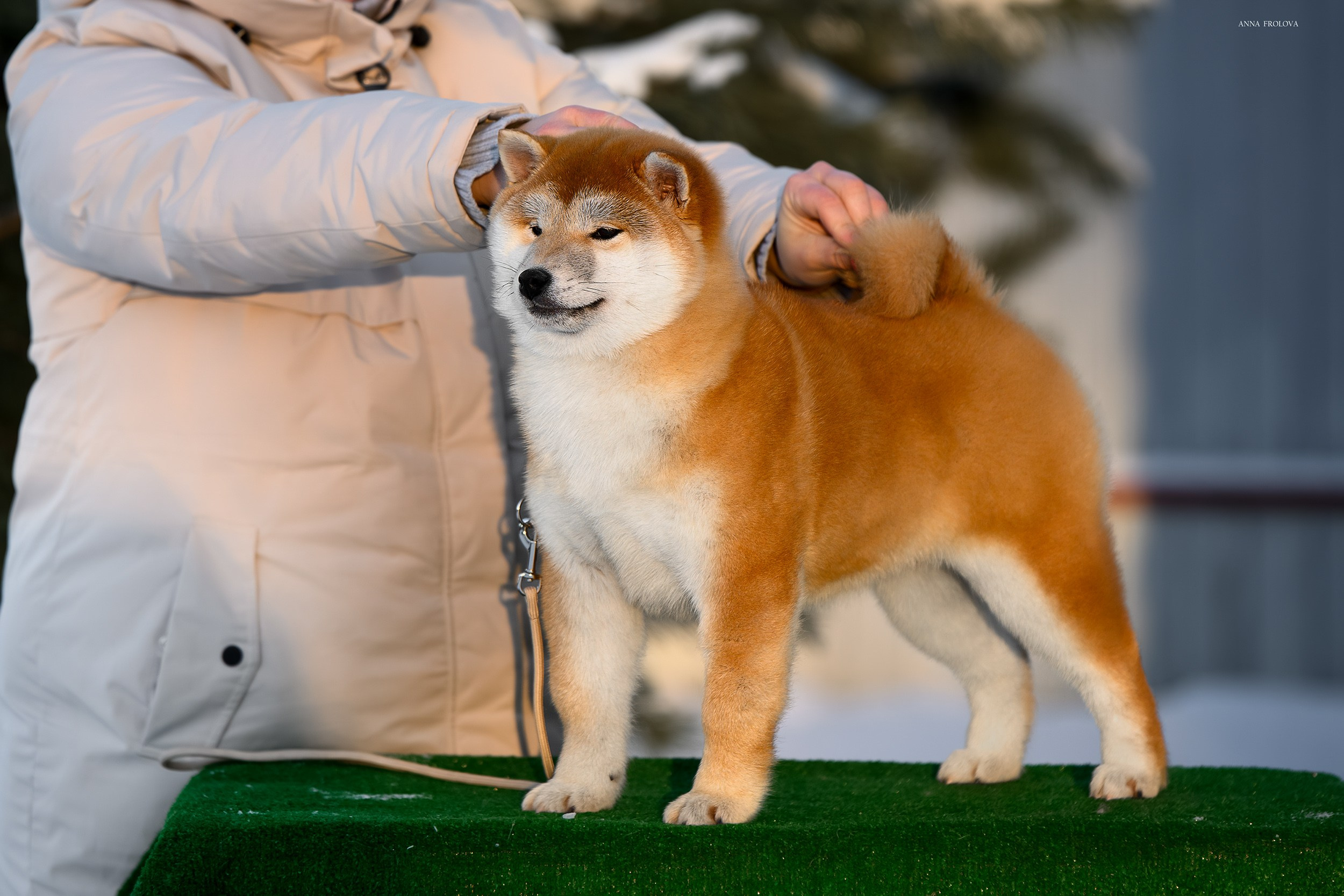 SHIBA. SHIOMARU Shiba and Akita Inu Kennel