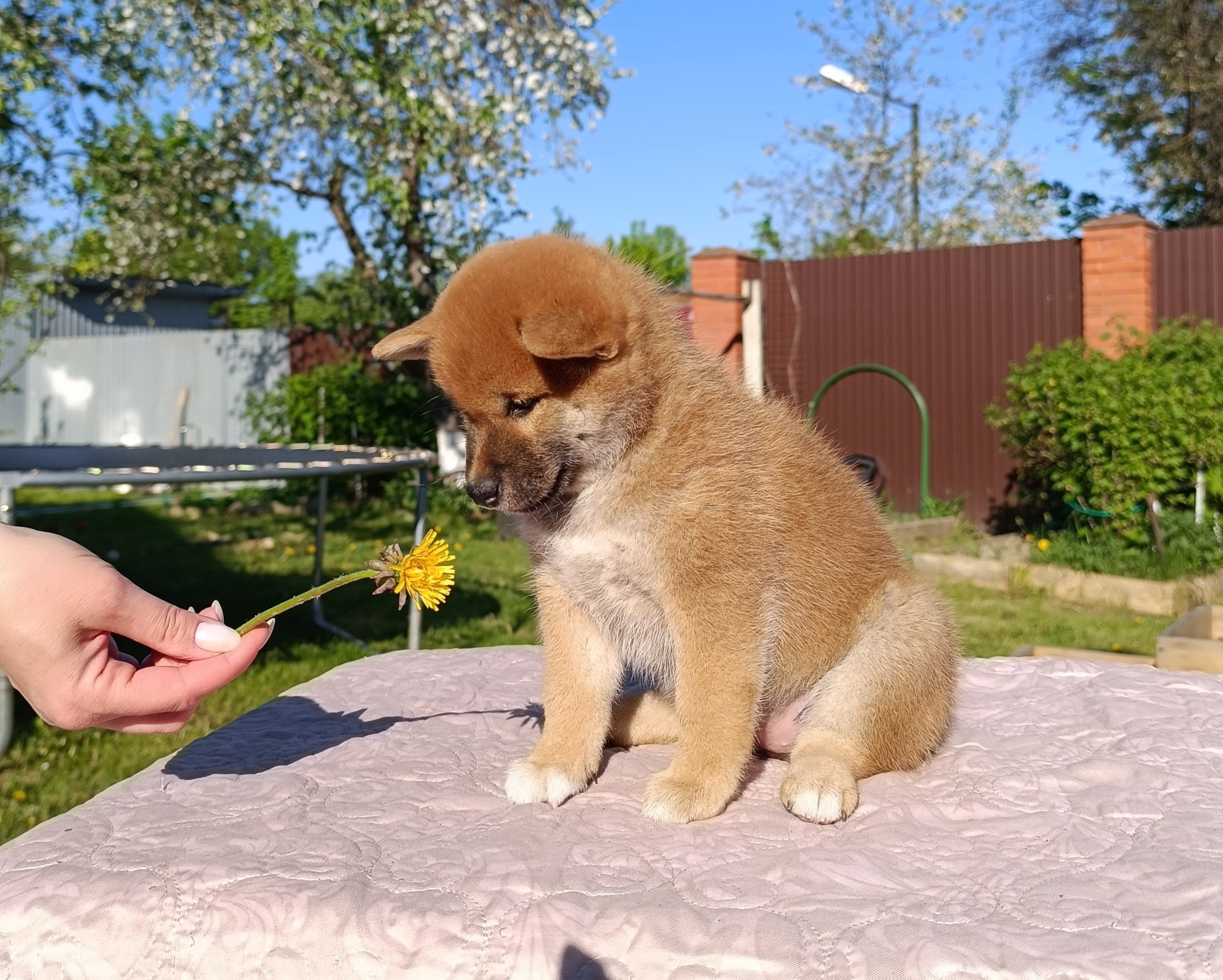 сиба питомник Рубилайт щенки на продажу rubylight  сиба щенки купить СПб Санкт-Петербург