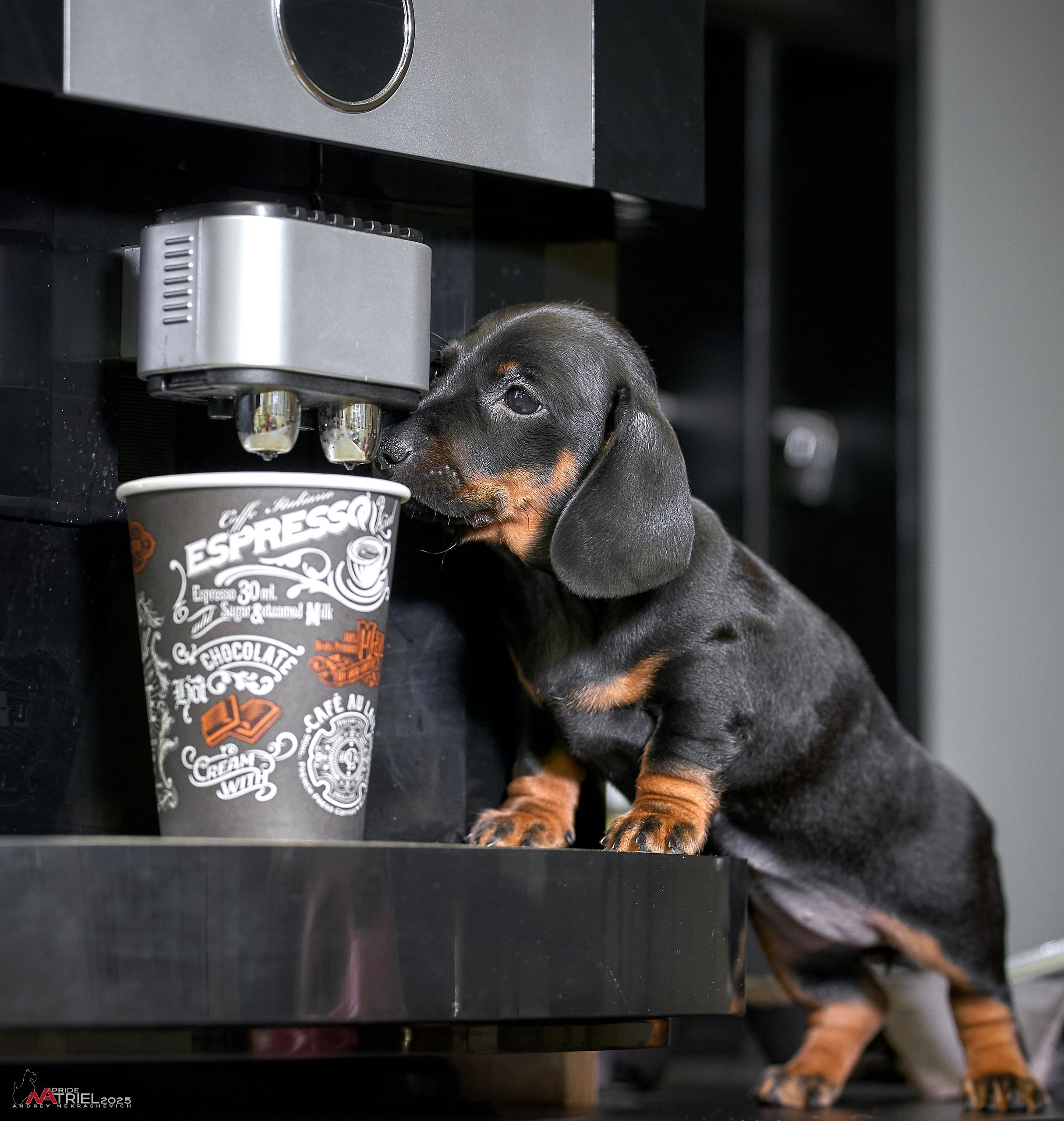 Съемка щенков таксы с мобильным светом