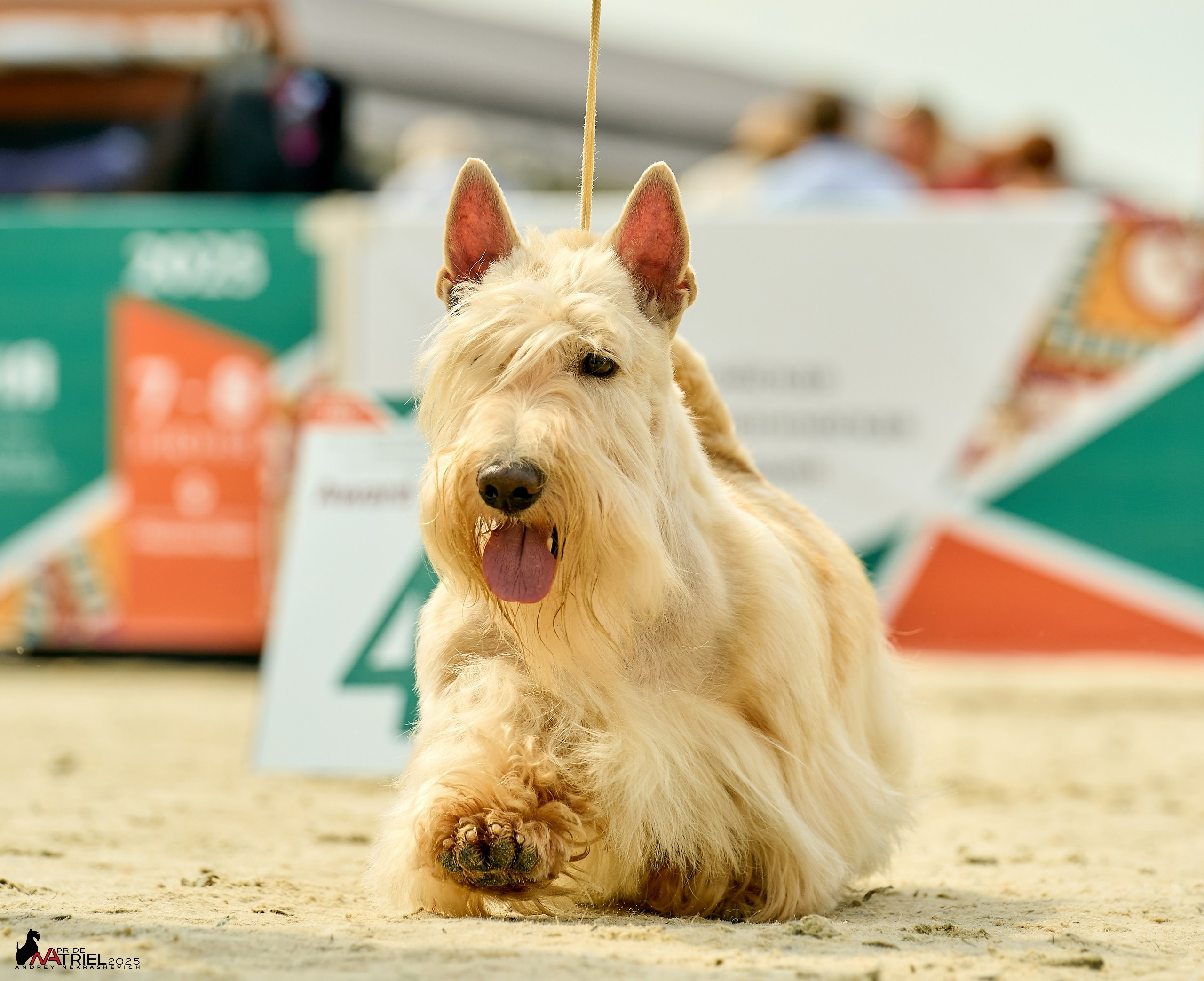 Выставка собак РОССИЯ — 2025