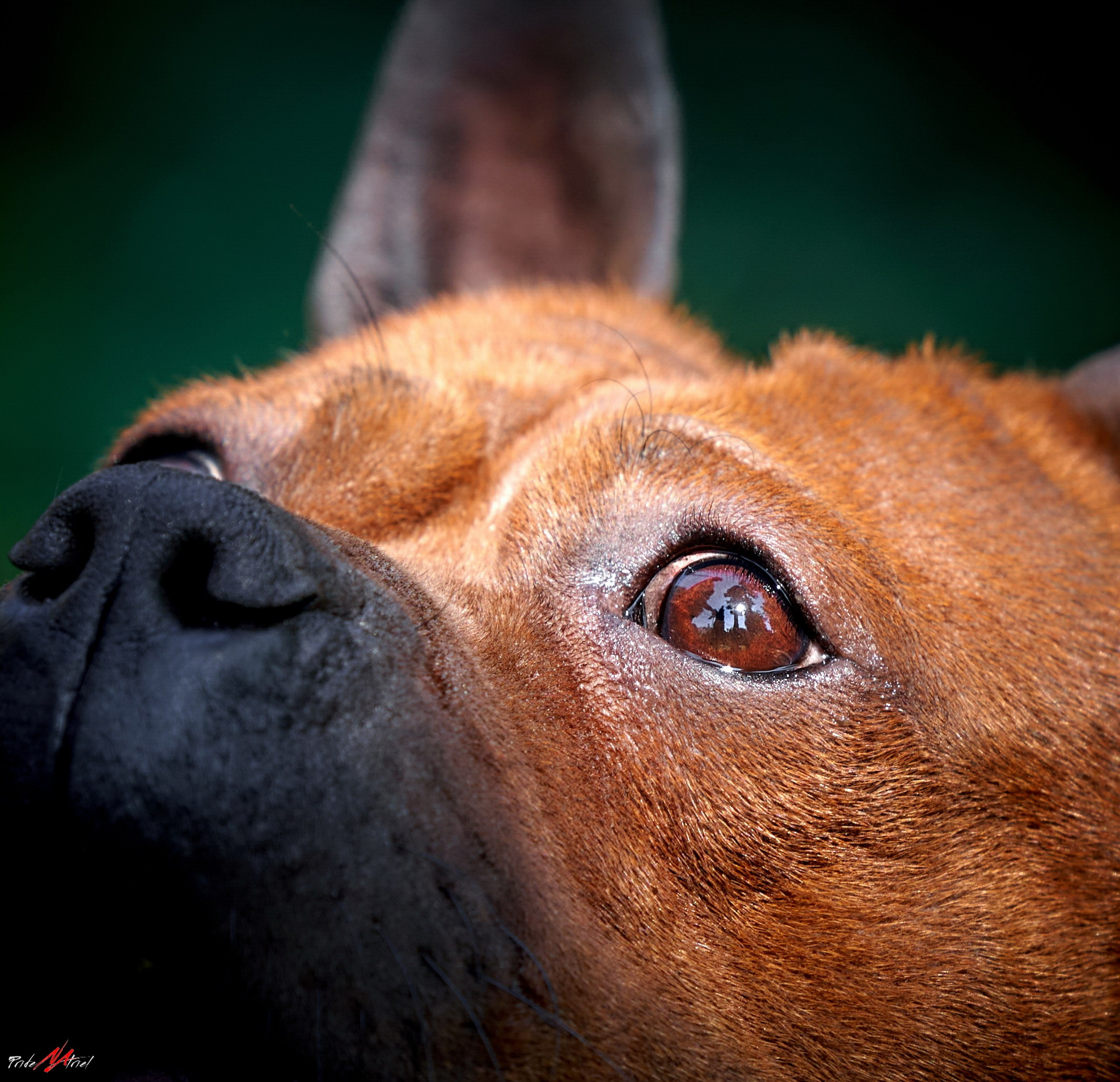 Портреты собак — галерея NATRIEL