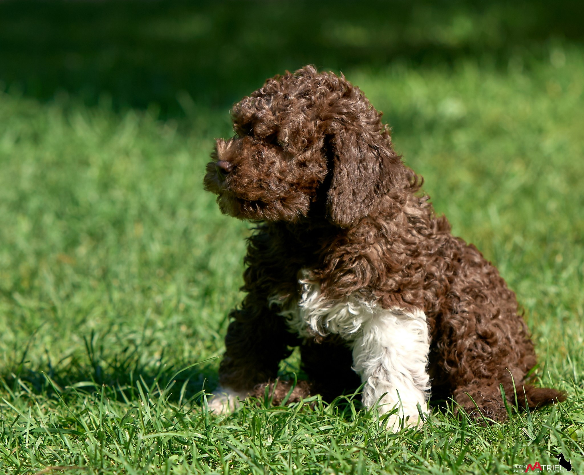 Съемка щенков лаготто на природе