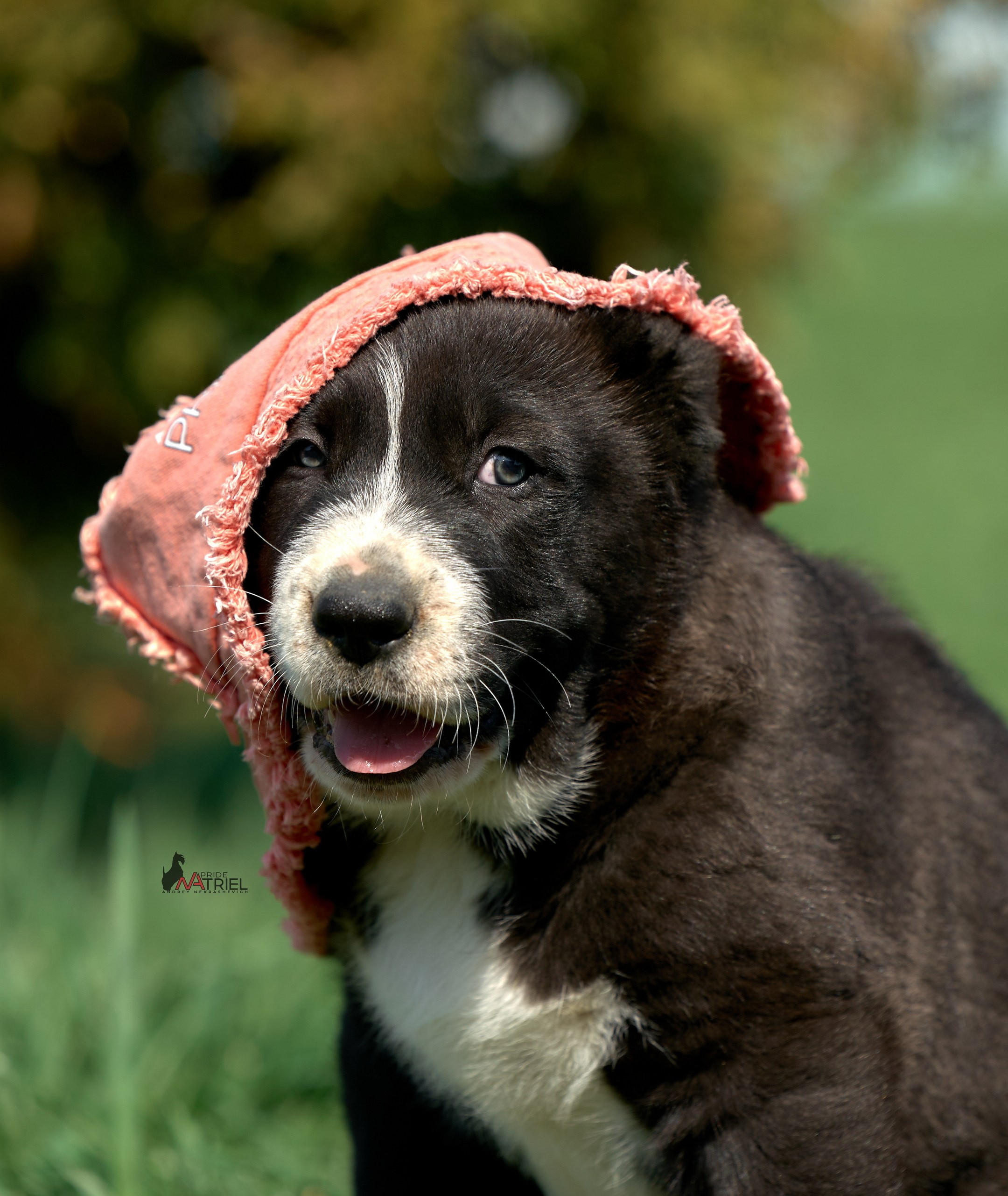 Среднеазиаты — щенки и взрослые
