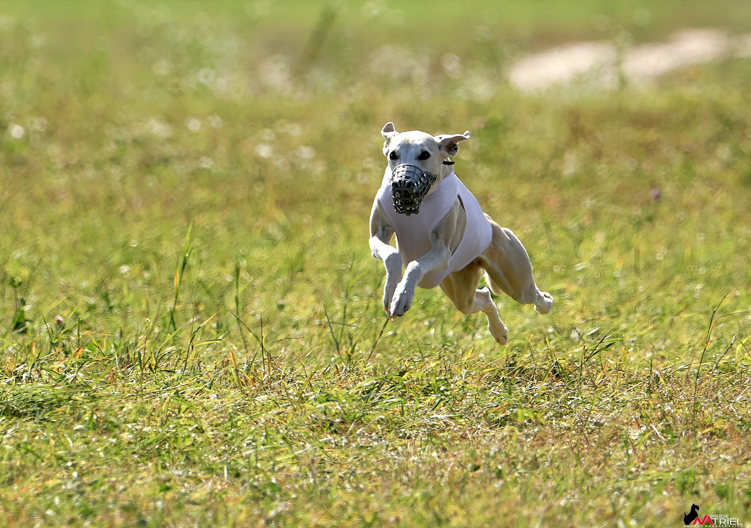 Съемка курсинг — галерея NATRIEL