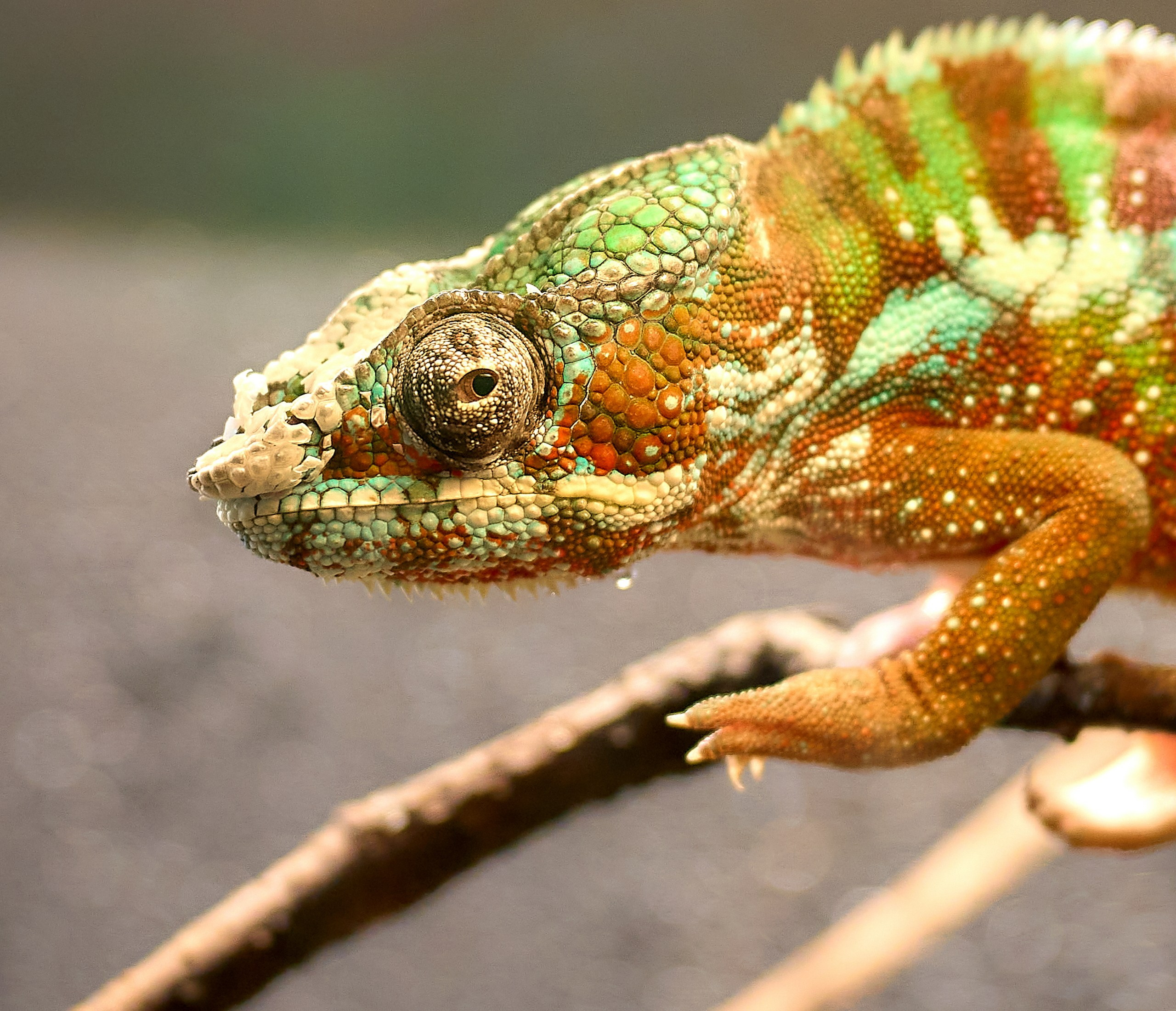 Рептилии — галерея NATRIEL