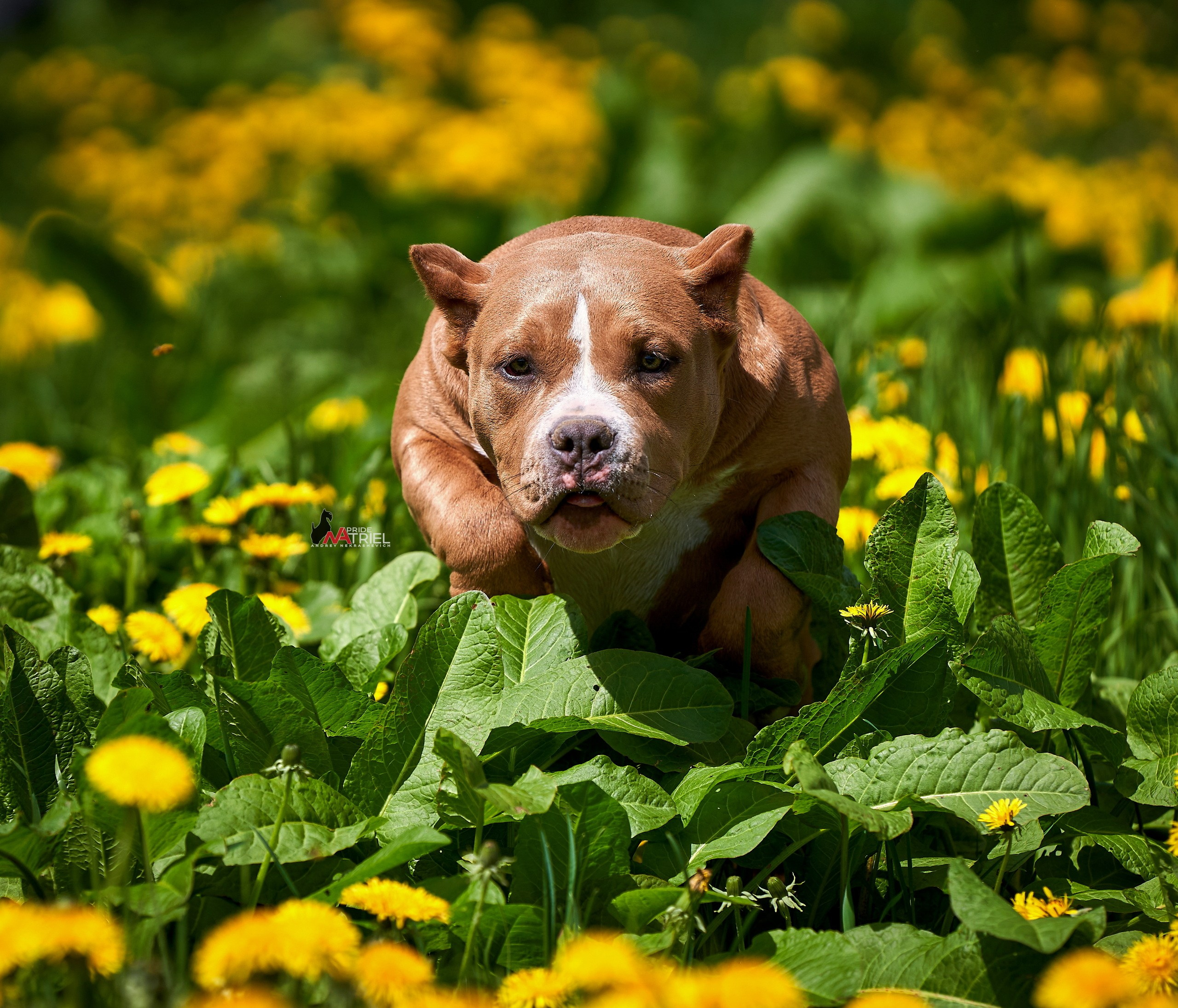 Прогулка в движении — галерея NATRIEL