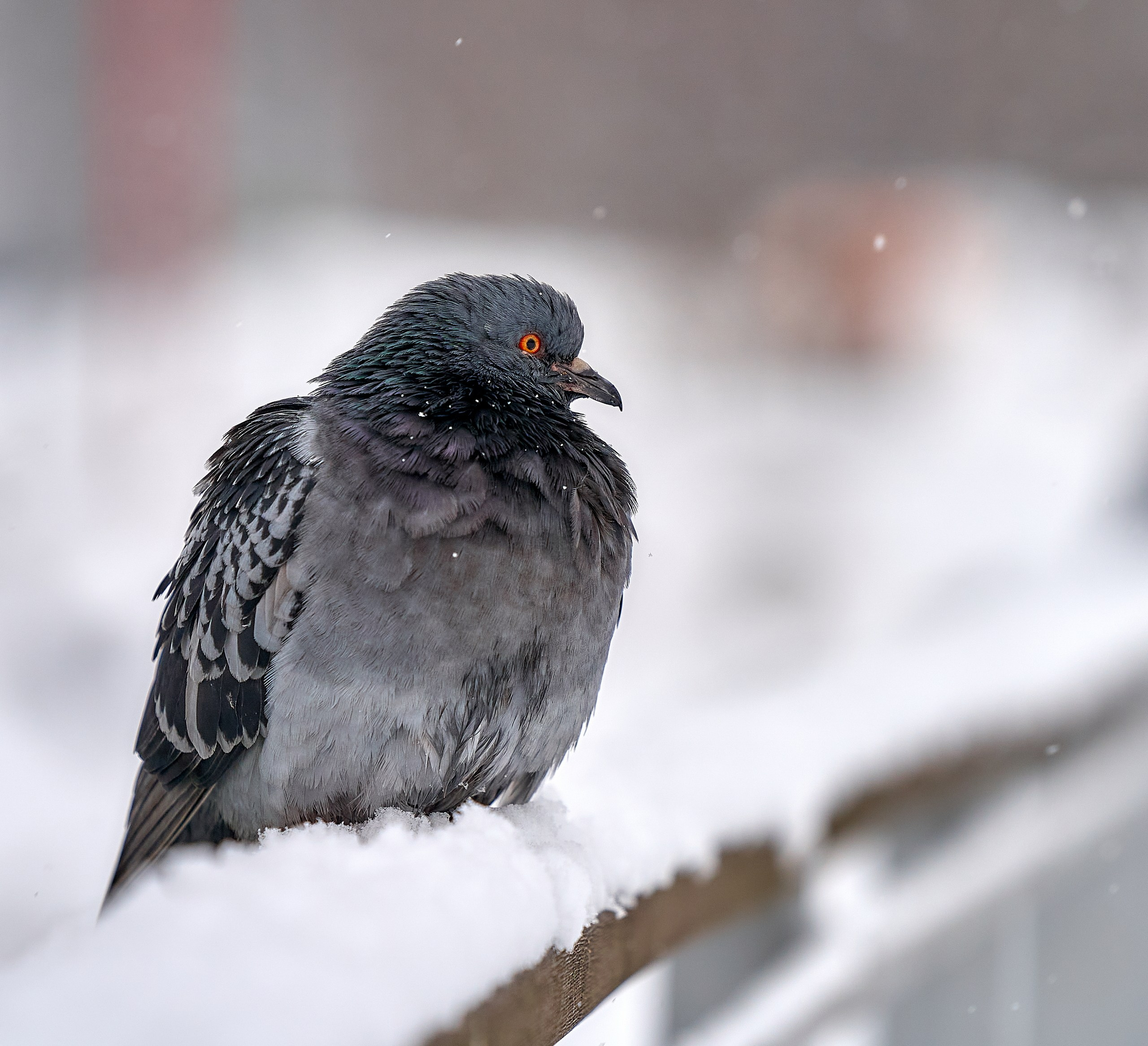 Фото птиц — галерея NATRIEL