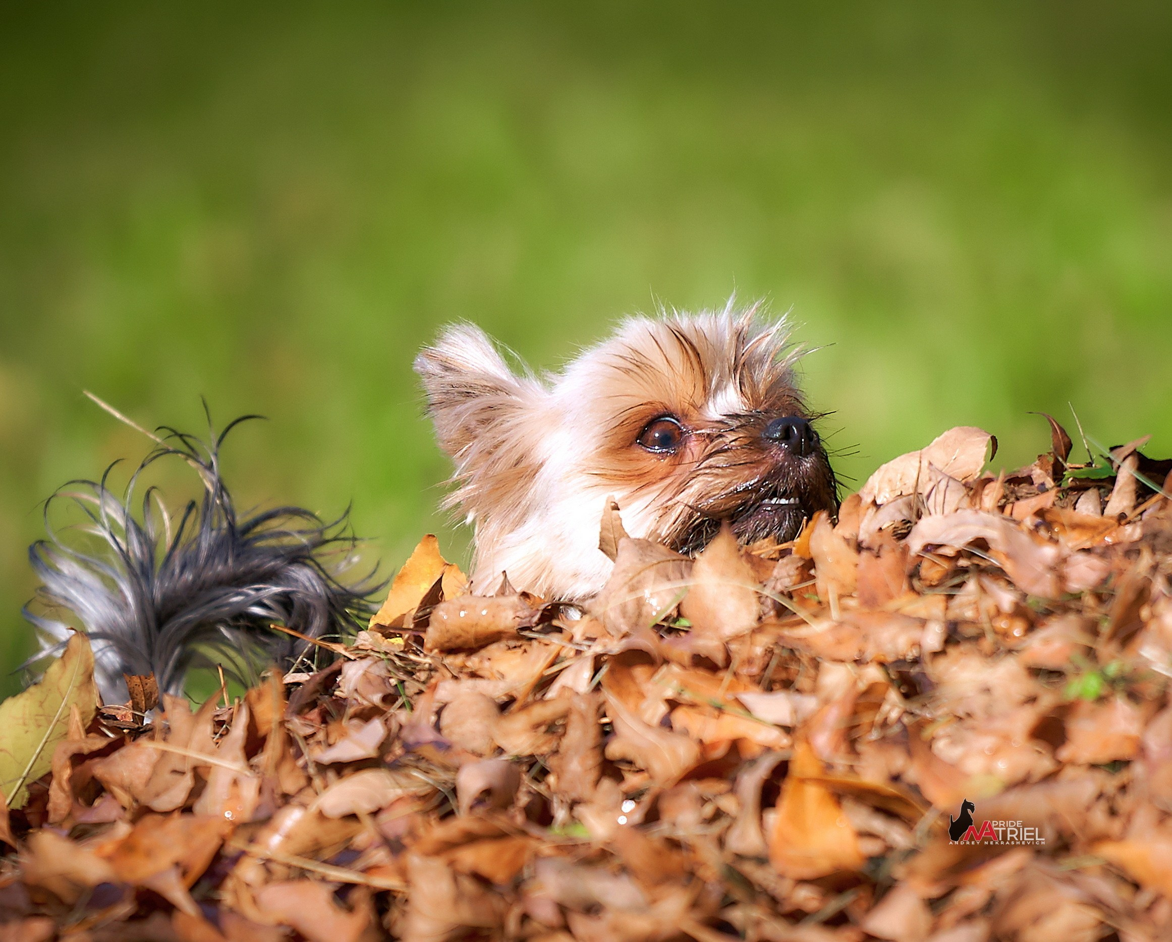 Йоркширский терьер Циля