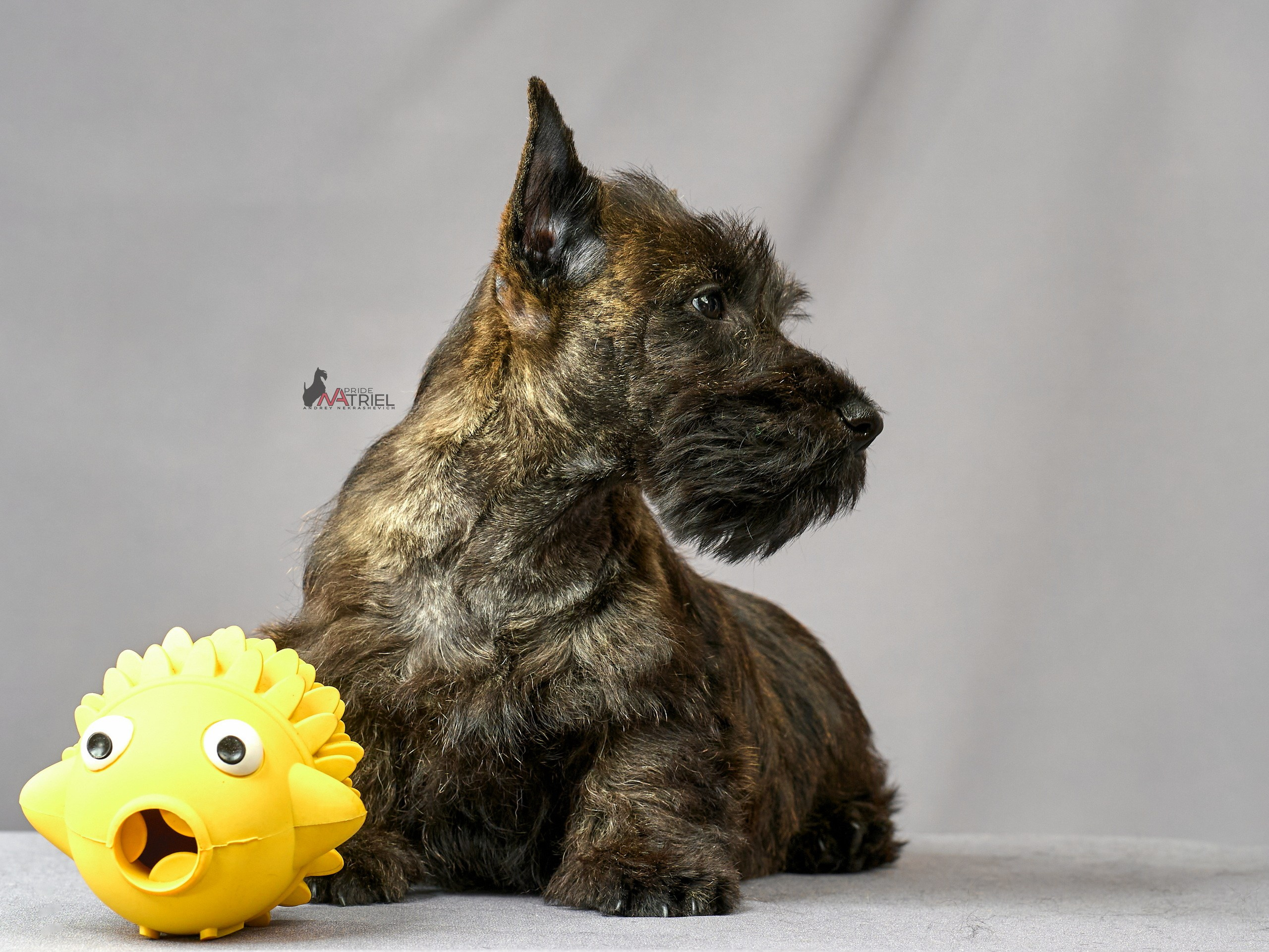 Съемка щенков скотч-терьеров