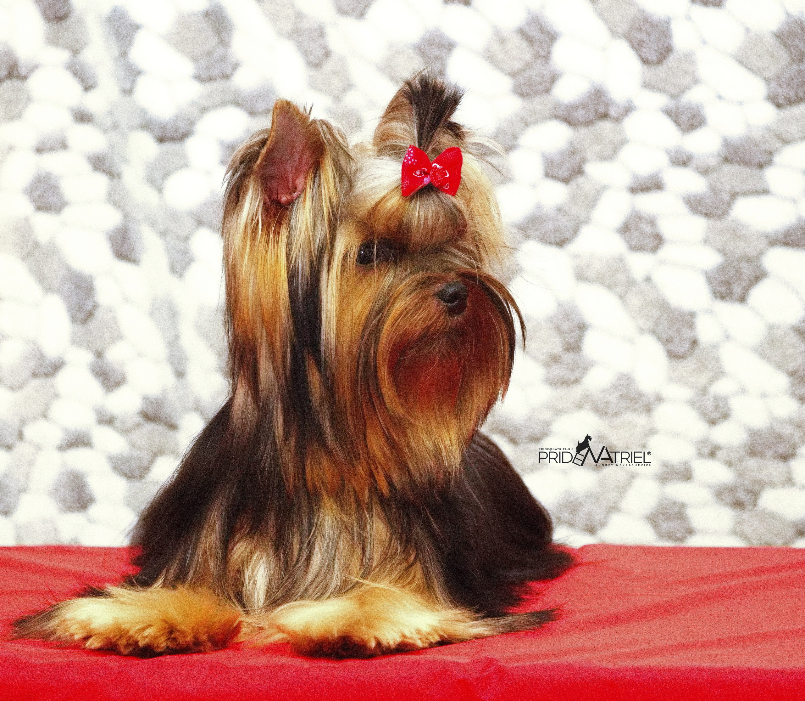 Йоркширский терьер Циля