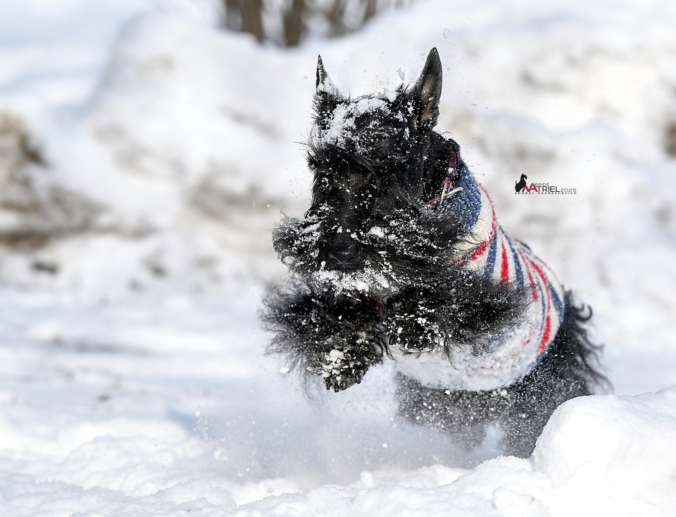 Фотопрогулка с моими собаками на снегу