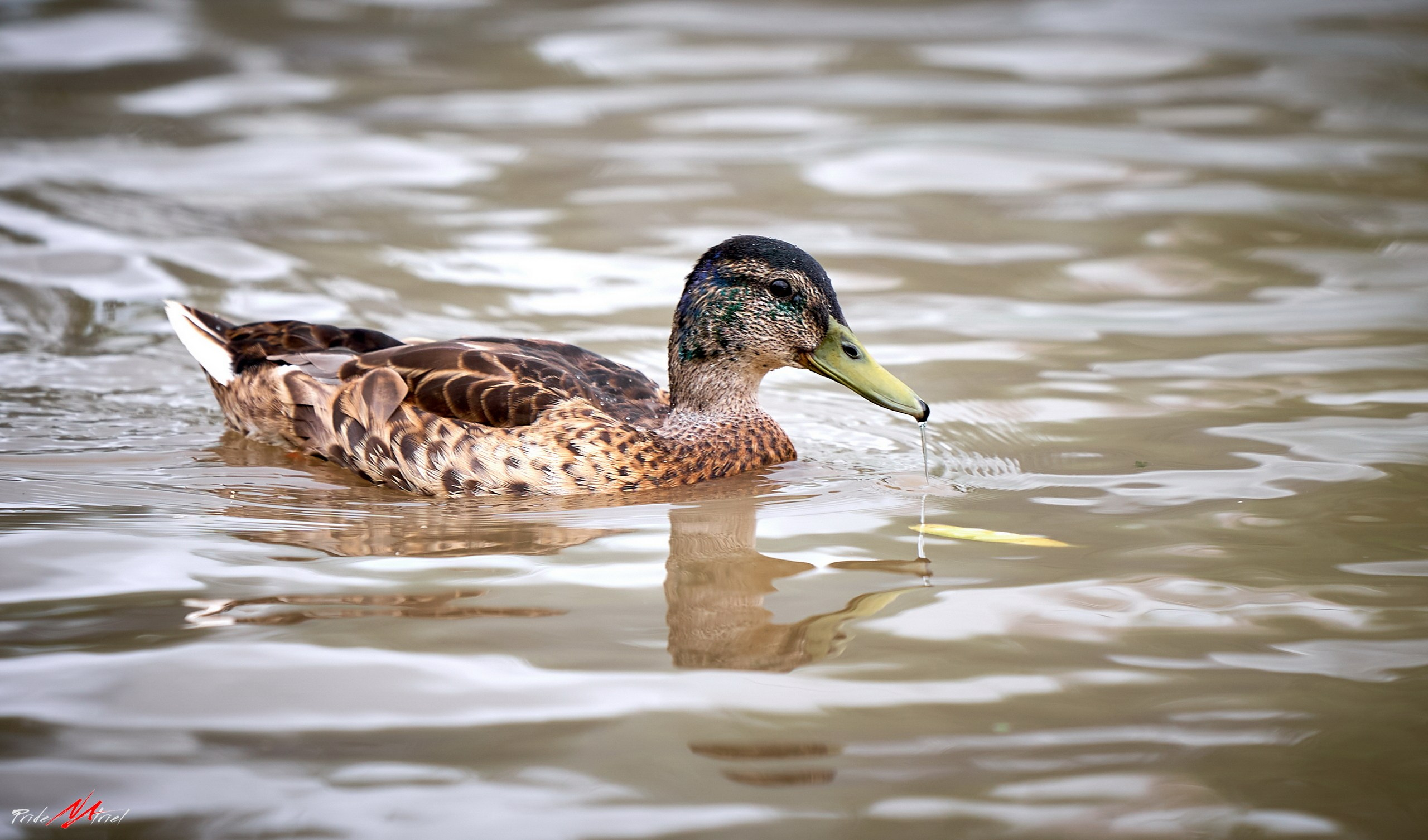 Фото птиц — галерея NATRIEL