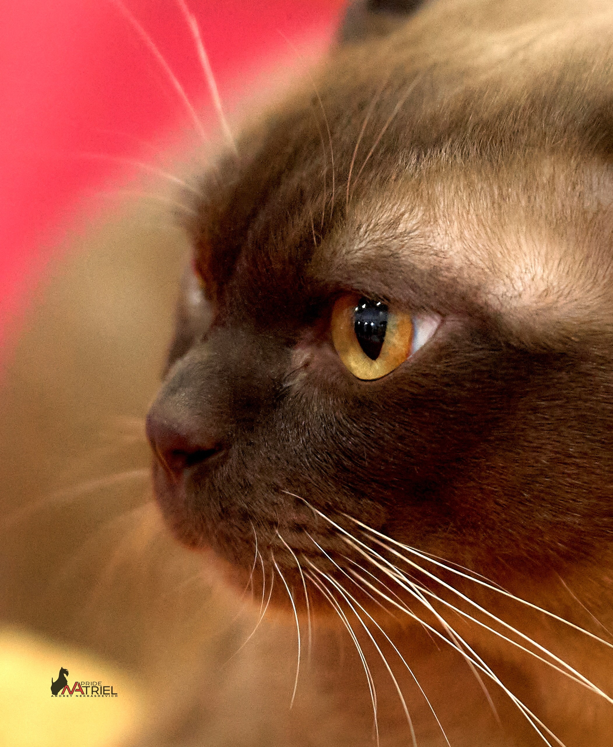 Кошки на выставках — галерея NATRIEL